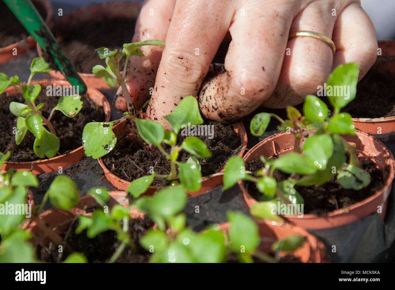 Picturesque close up view of a gardener potting on a plug plant. The plants in the image are Busy Lizzie Jigsaw. Stock Photo