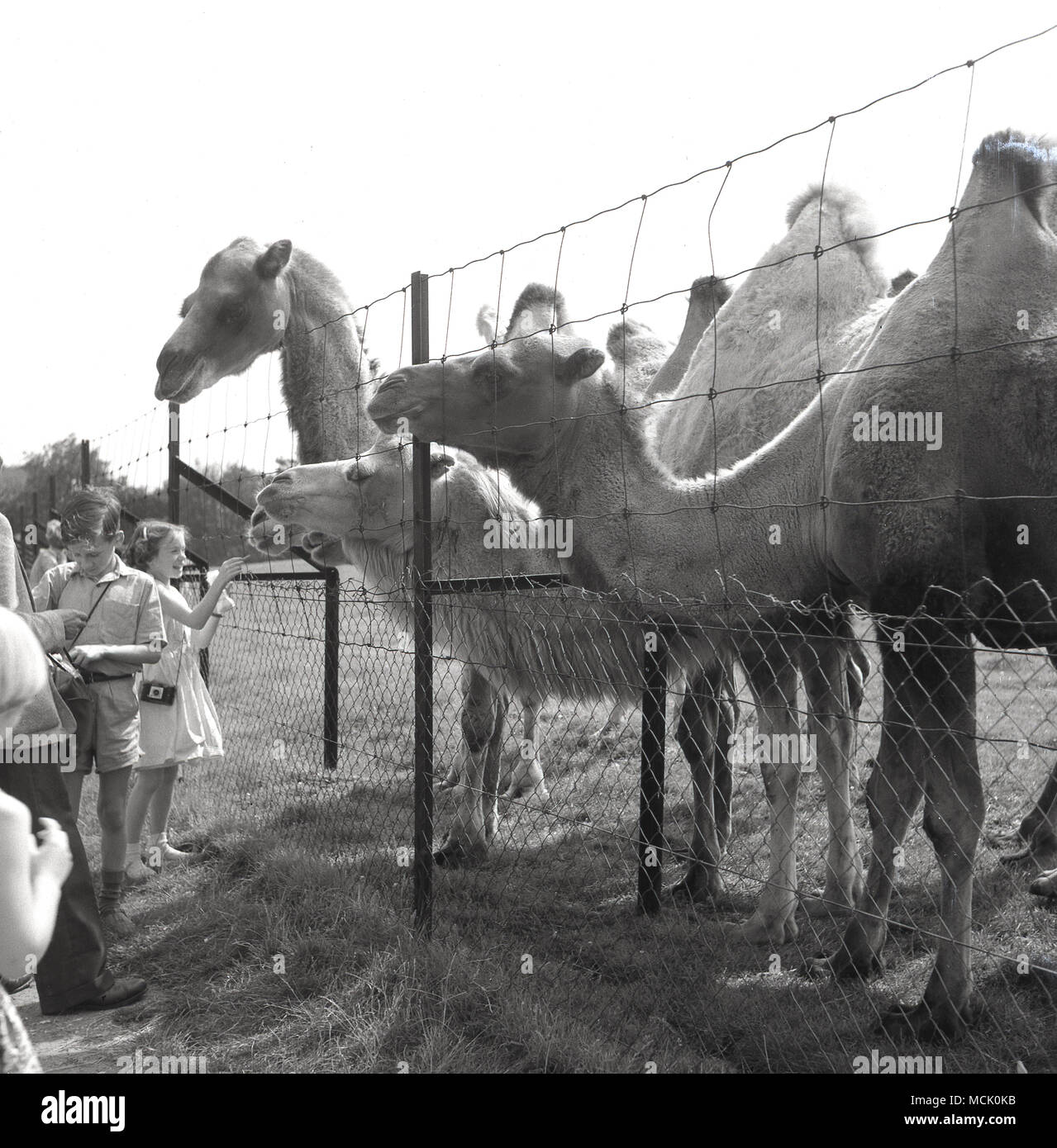 Black And White Camels High Resolution Stock Photography And Images Alamy