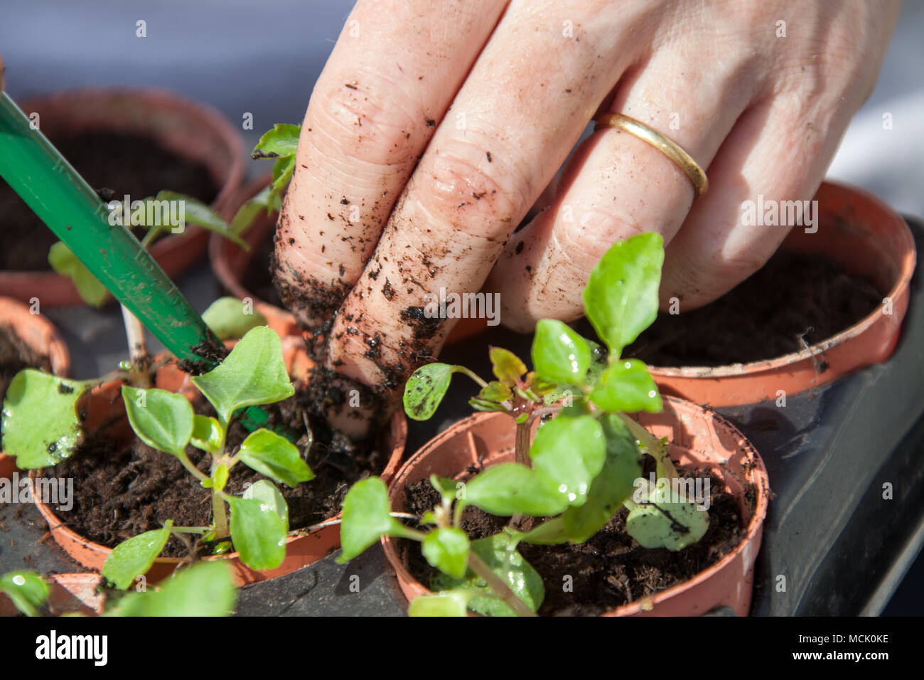 Picturesque close up view of a gardener potting on a plug plant. The plants in the image are Busy Lizzie Jigsaw. Stock Photo
