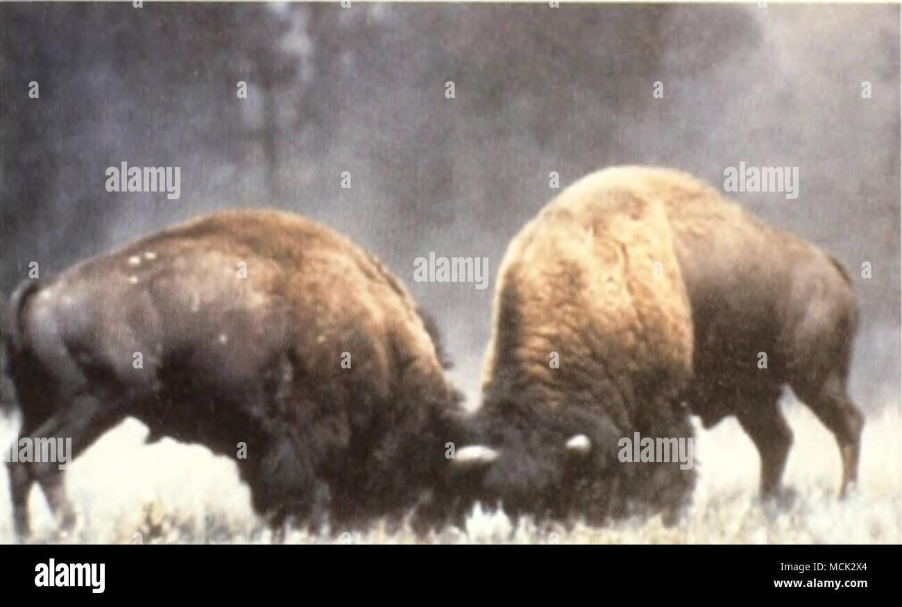 . Bull bison fighting. Valley, and Lamar Valley are suitable habitats for seasonally large bison herds. The National Park Service is currently initiating research to study the ecological carrying capacity in the park. However, herds of any size will seldom spend much time in any one place. Because individual bison tend to live on large quantities of low-quality forage, bison herds are constantly on the move, feeding from one site to the next. They will seek out higher-quality forage, but those sources are generally available only on a short-term, seasonal basis. Despite their size and seemingl Stock Photo