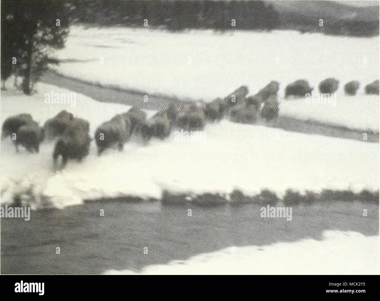 Bison Drive Upper Nez Perce Creek 1966 Large Numbers Of Bison