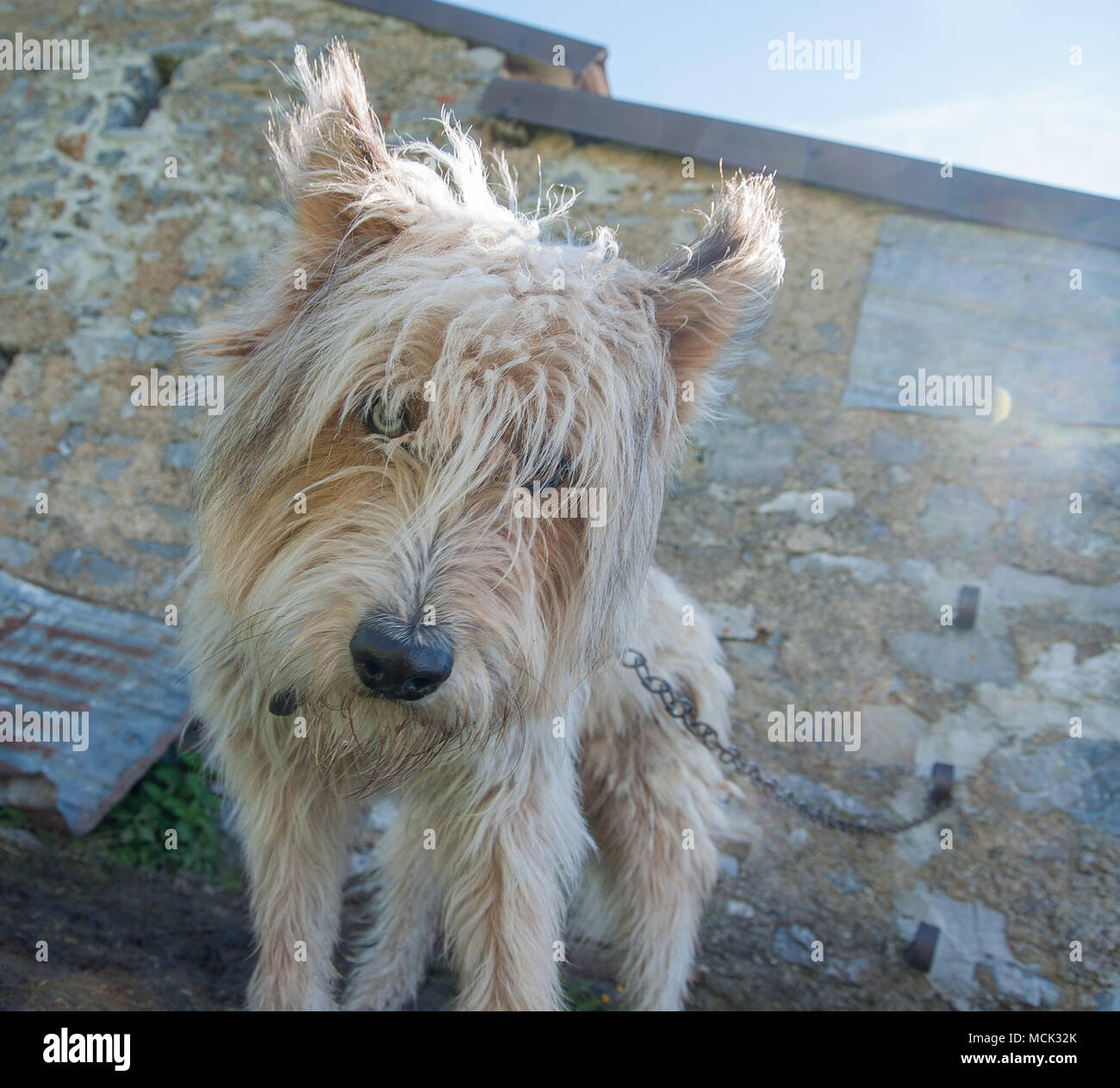 shepherd dog tied with chain Stock Photo Alamy