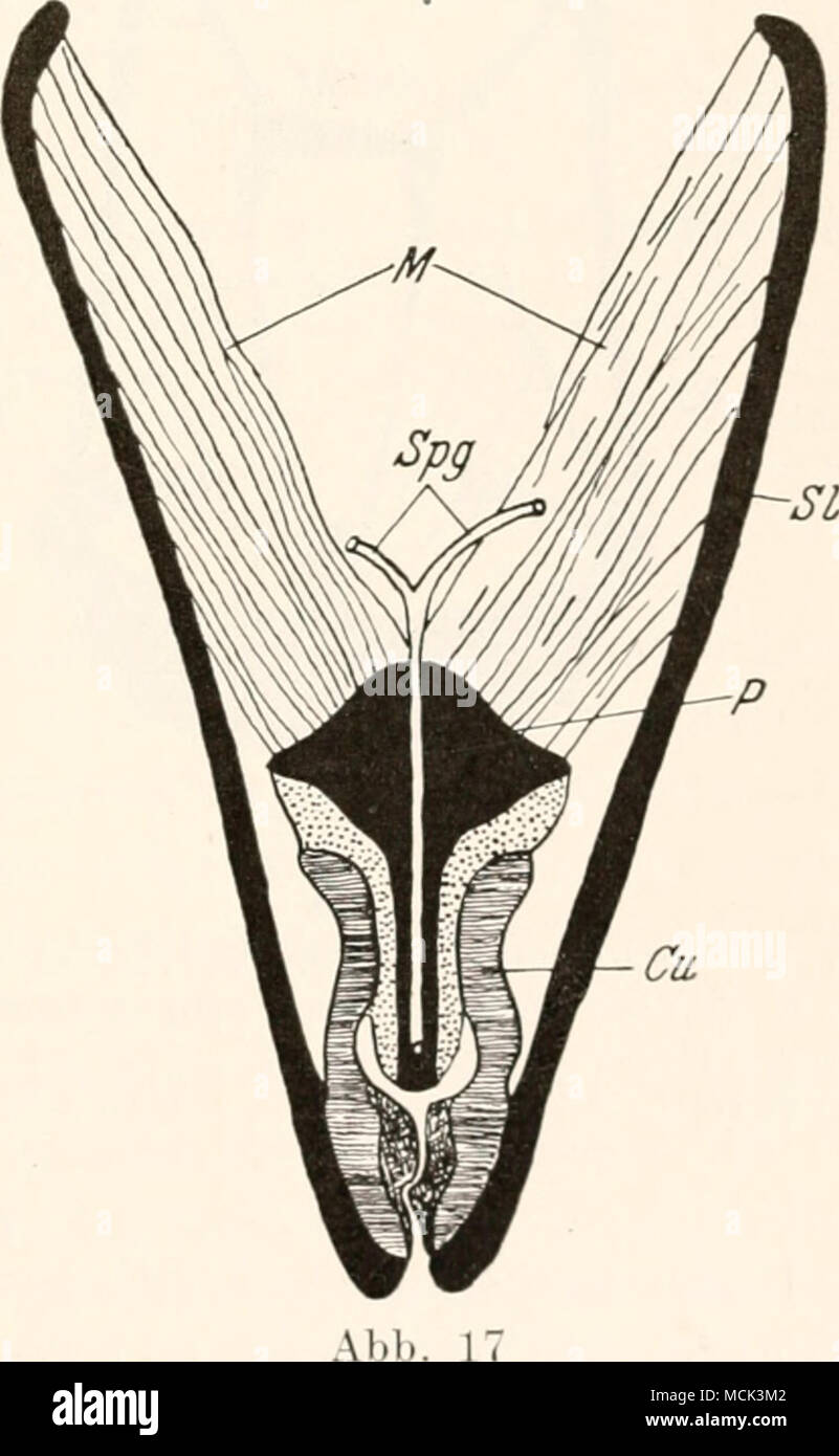 . Abb. lii Abb. 16. Speichelpunipe von Jlurcltullna hellenica Sagittalschnitt. — Cu — Cupula; P — Pistill; Spg = Speichelgang; StB  Stechborsten; StK Statumgskanal. — Nach Hovasse. Abb. 17. Speichelpumpe von Marchalina hellenica Frontalschnitt. — Cu = Cupula; M — Muskulatur; P = Pistill; Sl = Superlingua; Spg = Spcicheltrang. — 'STnnV, Hov.ssE.  iil. b. i. Xach Stock Photo