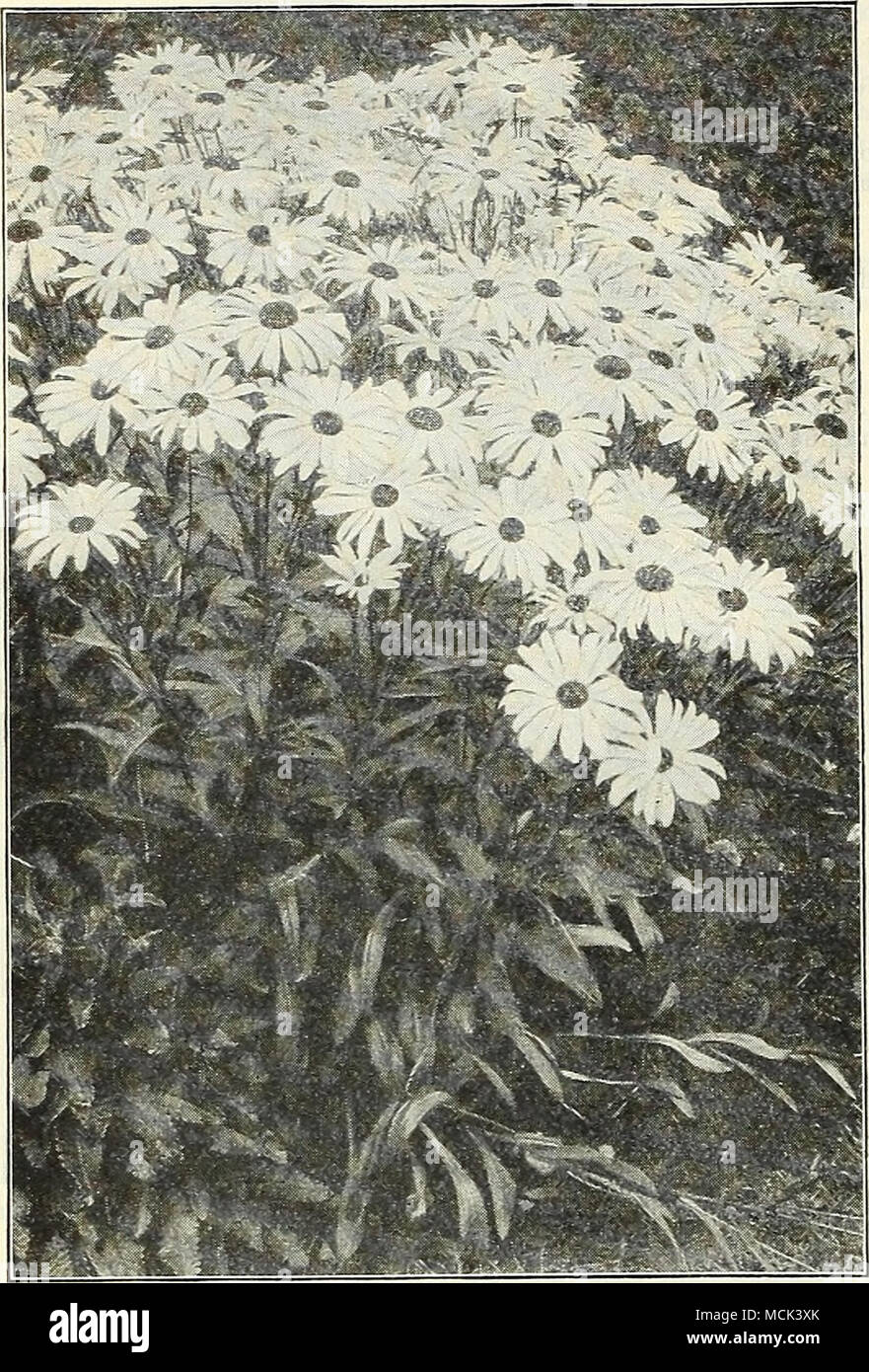 . Shasta Daisy AljVSK.^ Cerastium (Snow in Suinmer) p^R pkt. 1911 Tomentosum. A very pretty dwarf, white-leaved edging plant, bearing small white flowers; hardy perennial SO IS Cheiranthus A'ery pretty dwarf hardy biennial plants, for early spring flowerin, sow in late suromer. Splendid for rockery. 1915 Allionii (Siberian Wallflower). About 12 inches high with heads of brilliant orange flowers. J oz., 40 cts : 1916 Linifolium (Alpine Wallflower). Forms compact plants about 9 inches high with numerous small spikes of bright mauve flowers, makes a very neat line. 2 pkts., 25 cts.. Dreer's Giant Stock Photo