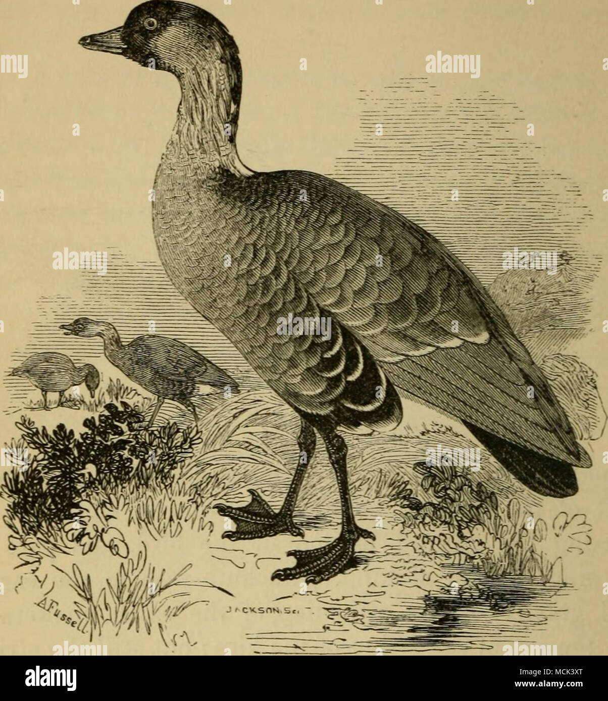 . Sandwich Island Bernicle {Bernicla * Sandvicensis). CHAPTER XIII. THE SANDWICH ISLAND GOOSE. Stay-at-home travellers.—Home of the Sandwich Bernicle.—Natural dispo- sition.—Its claims on our patronage.—Natural perfume.—Voice.—First his- torical notice.—Erroneous nomenclature.—Obstinate pugnacity.—A parallel.— Diet.—Weight.—Plumage.—Increase. One great charm in Natural History is that it leads the student through such an ever-changing panorama of * Cuvier saj's, &quot;The Bernicles are distinguishable from the com- mon Gee3e by a shorter, smaller bill, whose edges are not apparent beyond the e Stock Photo