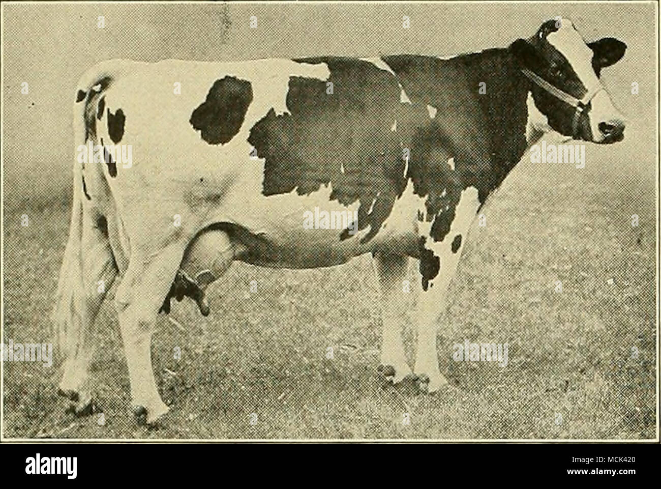 . DUCHESS SKYLARK UKllSBY World's greatest dairy cow. Champion of all