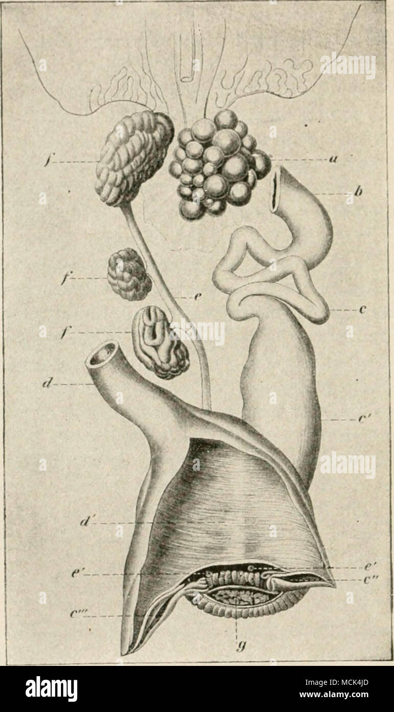. Fip-. 30.âUrinarv and reproductive orpans of the hen; a, ovary; /&gt;, infundibular portion of oviduct: r, portion of oviduct which secretes the aUiumeii; &lt;', uti-rus or shell-forniinp portion; d, intestine; &lt;/', cloaca; Â«&quot;',&lt;â '. .ipeninjrof ureti-rs; r&quot;openin(,'of oviduct; ('&quot;depression correspond- iny-to opening of atrt)phied oviduct;^, bursa of Fabricius;/,/, f, kidney divided into three lobes; e, right ureter. Stock Photo