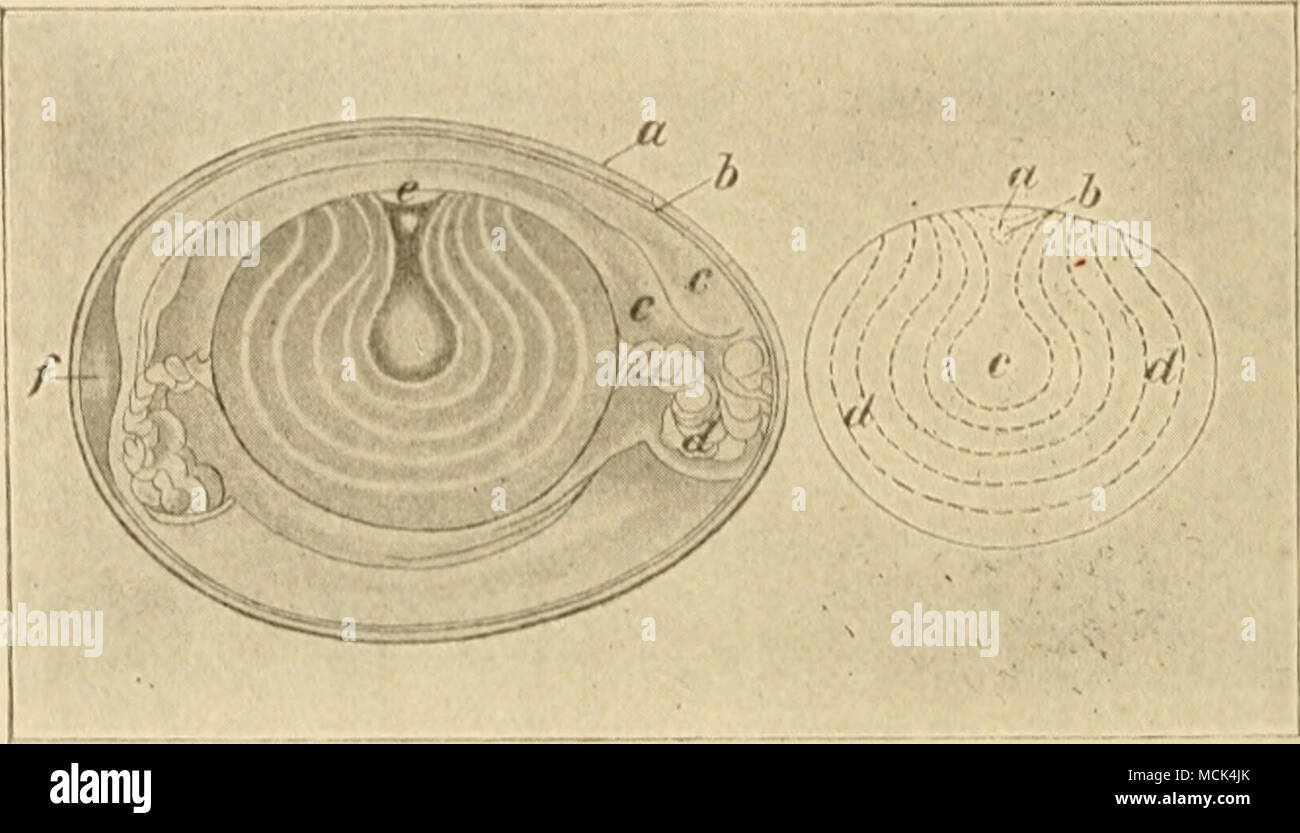 Dilatation Hi Res Stock Photography And Images Page 3 Alamy