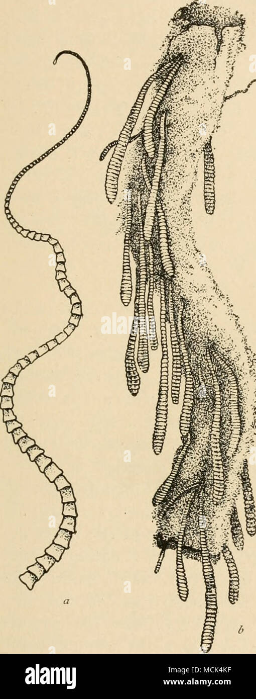 . ^ Fig. 25.—Drepanidotaenia infundibuliform- is. a, worm natural size; ^,au inverted piece of chicken's intestine with numerous tapeworms attached. Stock Photo