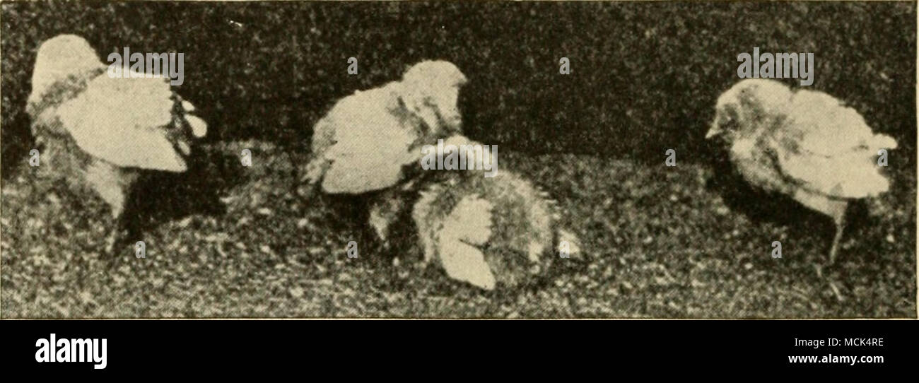 . Fig. 63. — Ten day White Leghorn chicks showing symptoms of bacilhiry white diarrhea. (After Rettger and Stoneburn.) about them. Their feathers become rough and the wings droop (cf. Fig. 63). There is progressive loss of weight. The birds eat little or nothing and appear unable to pick up their food. Their actions in this direction are chiefly mechanical. The characteristic whitish discharge from the vent very soon makes its appearance. The discharged mat- ter may be creamy or sometimes mixed with brown. The discharged matter is more or less sticky or glairy. In many cases it clings to the d Stock Photo