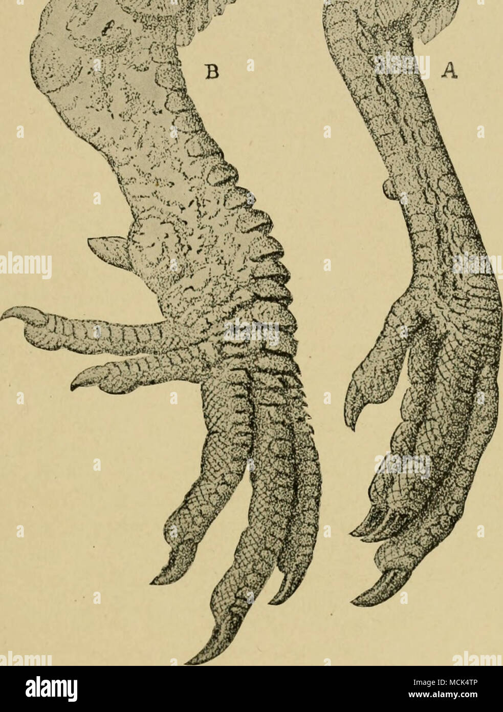 . Fig. 41. — A. Normal leg of hen. B. Leg of hen affected with scaly ...