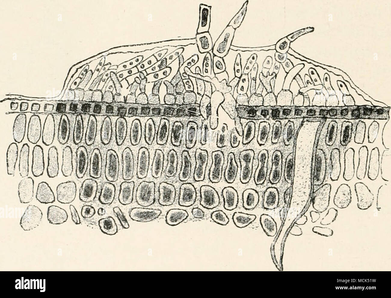 . Fig. ZW.—Cephaleuros Mycoidea. Section through part of an attacked leaf of Camellia. The epidermal layer has been ruptured, and haustoria from the algal disc penetrate to the tissues. The dark-shaded portion is that killed by the alga. (After Cunningham.) the older ones ; in addition, sporangial structures are also developed and give off biciliate swarm-spores. The discs form a kind of cuticle which becomes completely fused with that of the leaves. ^ Karsten, Annal. diijardin. hotan. de Buitenzorg, Vol. x., 1891. -Cunningham, Trana. of Linnean Soc. of London, 1880; H. M. Ward [idem), 1884. Stock Photo