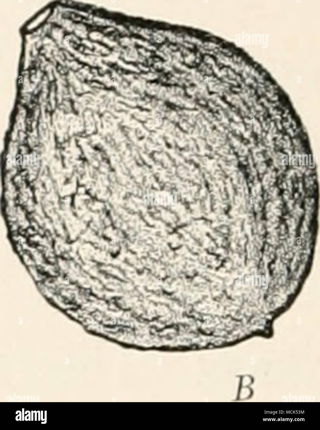 . Fig. 306.—Monitia fruclkjena. A, Apple showing the grey conidial patches as more or less concentric lines. B, Young Peach, slirivelled up in consequence of attack, (v. Tubeuf del.) next spring, when the fruit is again moist, further conidia are given off'. Infection takes place by wounds or even through the epidermis of young leaves and blossoms. The conidia have Stock Photo