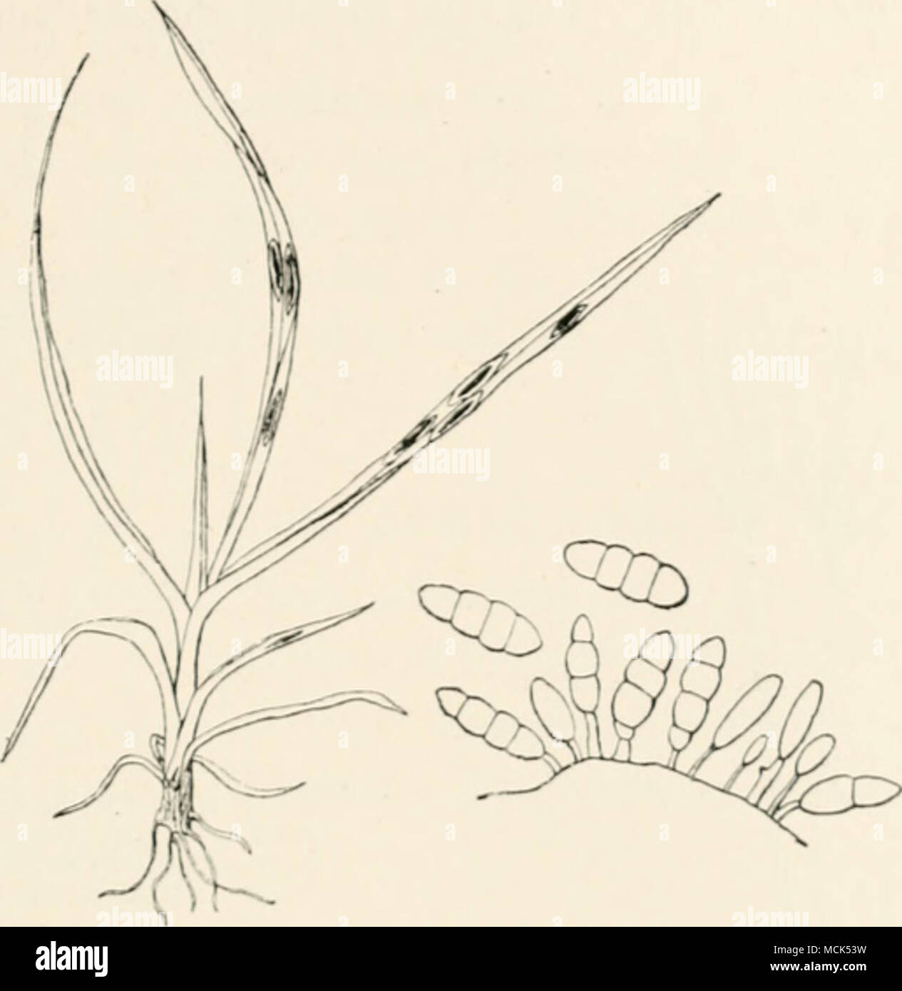 . Fio. 308.—Mastigotporium aWuii). (v. Tubeiif del.) conidia. Diseased plants may lie found 1&gt;earing this fungus only, frequently however it is in company with other fungi. Cercosporella. Conidia hyaline, similar to th(jse of t'lrcoxporn, and produced from sinijilc or branclicil hyaline conidiophores. Cercosporella persica Saec. is parasitic on living leaves of peach. Ill .Viiicrica it has been known since ISllO, and receives the naiiiL' of &quot;frosty mildew.&quot; It causes yellow spot.s on the jow.-r surface nf the leaf. C. pastinacae Karst. (jccurs on lising leaves of cuhiated jtar.si Stock Photo