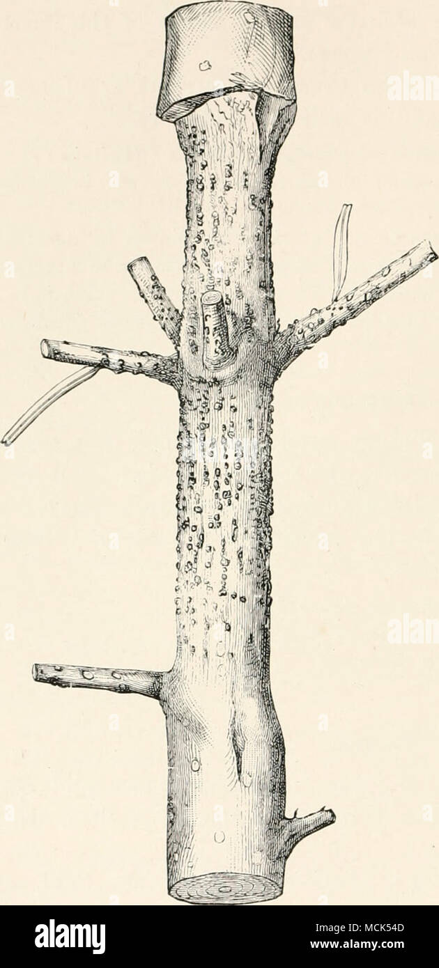 . Fio. 203.—P/io/iict oJjuAiHiK Twig of Silver Fir show- ing the constriction charactei-istic of this disease, dotted over with pycnidia. (After R. Hartig.) / ^ Bohm {Zeitsch. f. Forst- u. Jagd-wesen, 1896, p. 154) describes and figures an attack of this parasite on Pseudotsuga Douglasii in North Germany. One cannot, liowever, avoid suggesting some confusion between this and Ph. pithya described next. (Edit.) -E. Rostrup Undersocqdser over SnyJtes vampes Angreb paa Skoiiraeer, 188.3-1888. Stock Photo