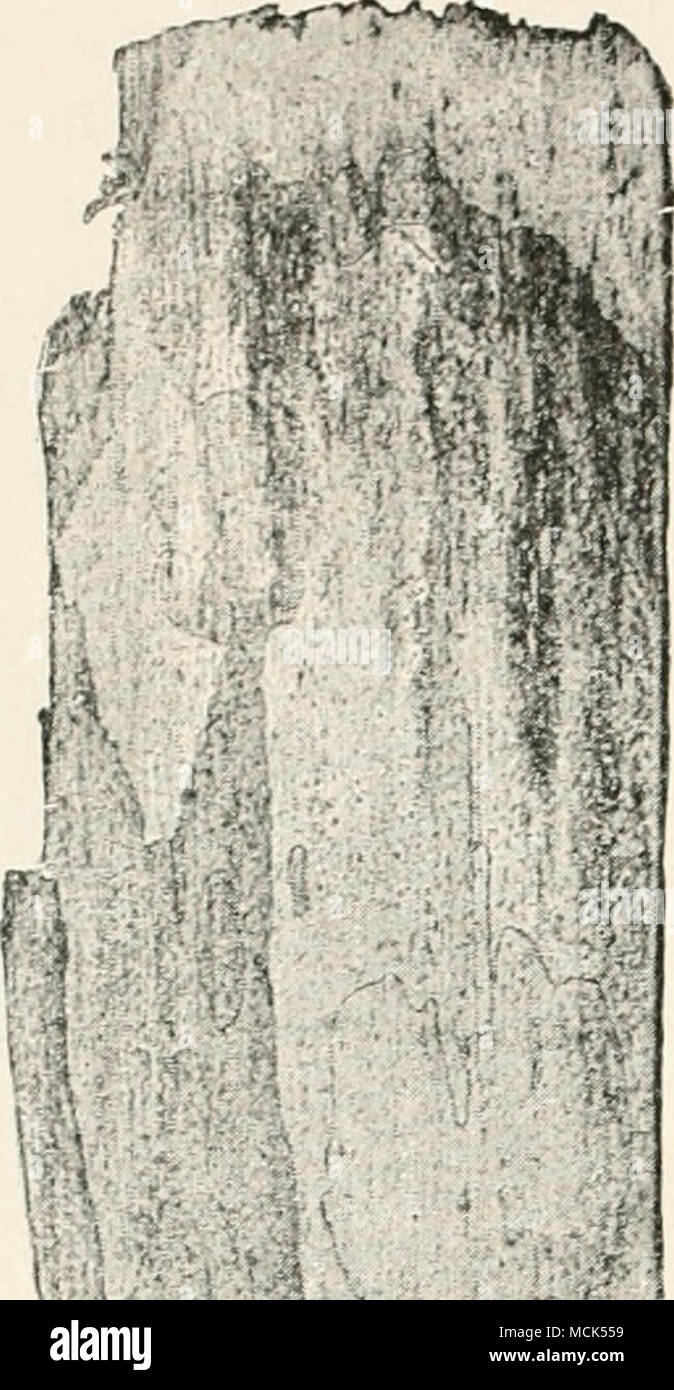 . Fig. 279. — Poli/poriis Hartiqii. Destruction of wood of Silver Fir. The decayed wood is yellow, but shows dark points and black lines, (v. Tubeuf phot.) Stock Photo