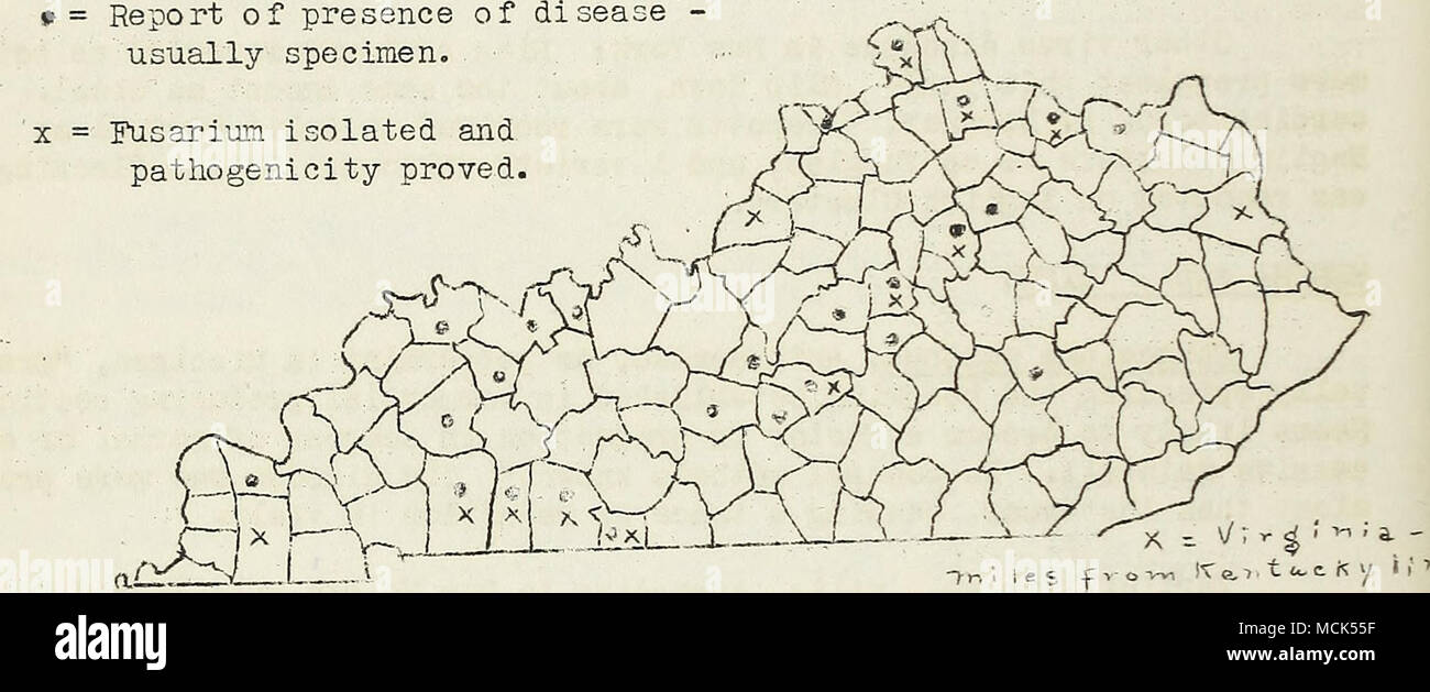 . Figure 32. Distribution of fusarium wilt of tobacco in Kentucky. (After map by Valleau, Johnson and Diachun.)- Peronospora tabacina, dovmy mildev. In Massachusetts downj'&quot; mildew V7as the outstanding tobacco disease. This year it made Its first appearance in the Connecticut Valley tobacco of both Connecticut and Massachusetts (PDR 21: 235, 286-287, 384); in Connecticut the disease made Its appearance for the first time in the seed beds (PDR 21: 2l8); Pennsylvania, trace; much more prevalent than last year in Maryland owing to the cool period and the abundance of moisture.in the plant b Stock Photo