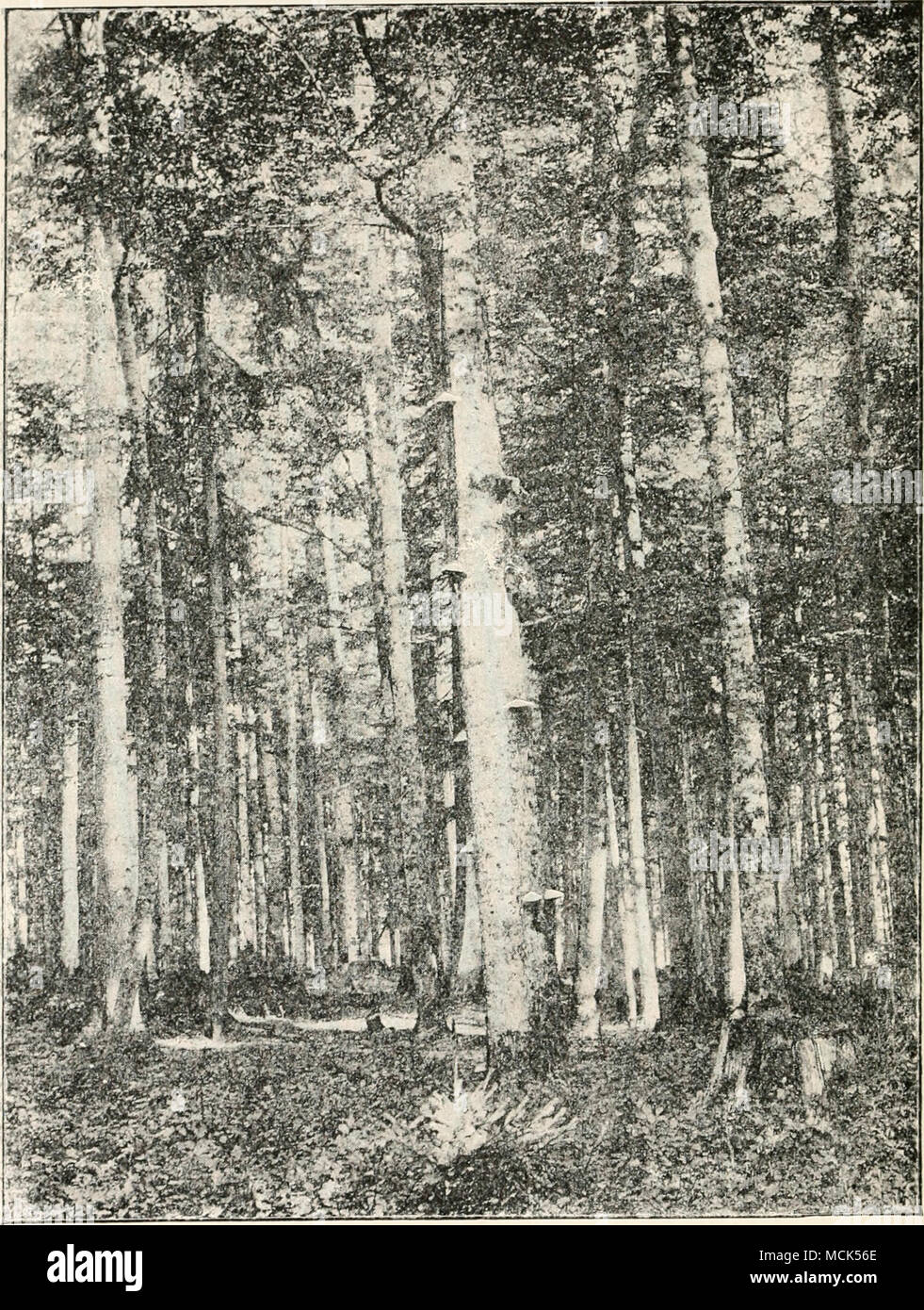 . Fig. 20.j.—Scene iu the Bavariau forest near liischoffsreut. In the foreground, a living Beech with seven sporophores of Polyporus fomentarius. (v. Tubeuf phot.) haemorrhage from cut blood-vessels, and is still used in surgery. The larger pieces can be manufactured into caps, gloves, vests. Stock Photo