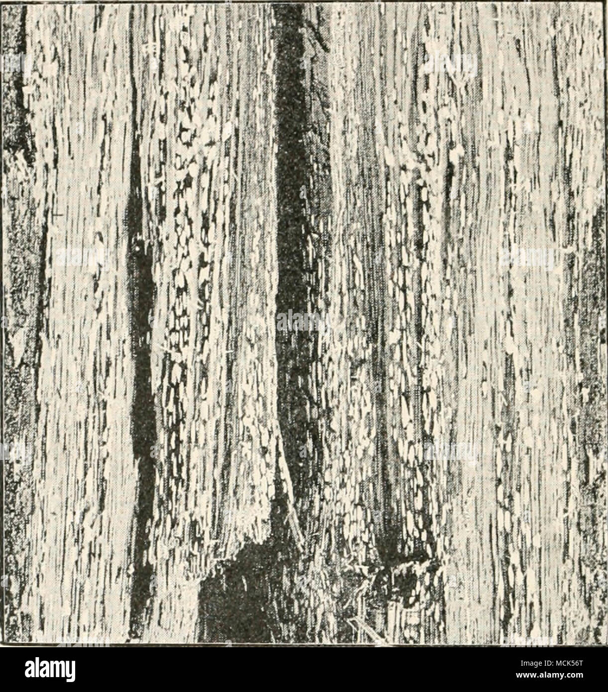 . rm ''' Fio. 2()0.—titrreuiii jn'stulosum. iJestiniction of Oak-wood. l.ongitudinal section showing the brown wood with isolated hollow spots containing white mycelium, (v. Tubeuf phot.) Stereum frustulosum Fries. (Thelephora perdix Hartig).'^ (Britain and U.S. America.) The sporophores form greyish- brown plate-like crusts with concentric markings ; they are small, never exceeding the size of a finger-nail, but generally occur in numl:)ers together. The hymenial layer is composed of club- shaped basidia beset with hair-like outgrowths; some of the basidia produce four spores, others are ster Stock Photo