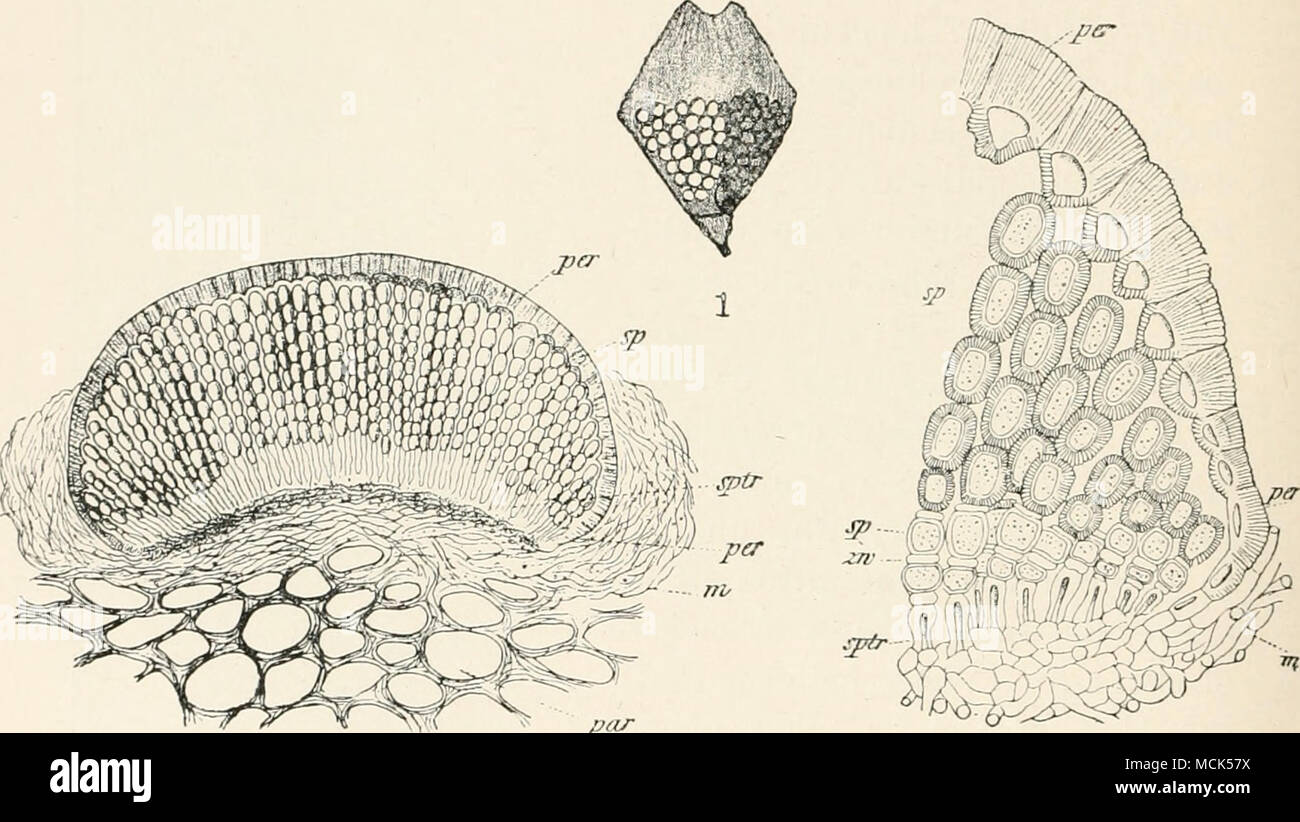 . j}ar •?, Fig. 244.—Aicidium Mrohiliiiura. 1, Cone-scale of Spruce with aecidia, those to left dehiscing their j-ellow spores, those to right still closed, (v. Tubeiif del.) •1, Section through an immature aecidium. 3, Part of 2 enlarged—pti-, peridium ; xp, spores; tw, intermediate cells; xplr, sporophores ; m, nij'celium ; jiai-, the scale-parenchyma. (After Reess.) The aecidia break out on the inner (rarely the outer) side of the bases of the cone-scales; each is enclosed in a firm brown lignified peridium, which ruptures by a cross-fissure and becomes an open disc. The young spores are jo Stock Photo
