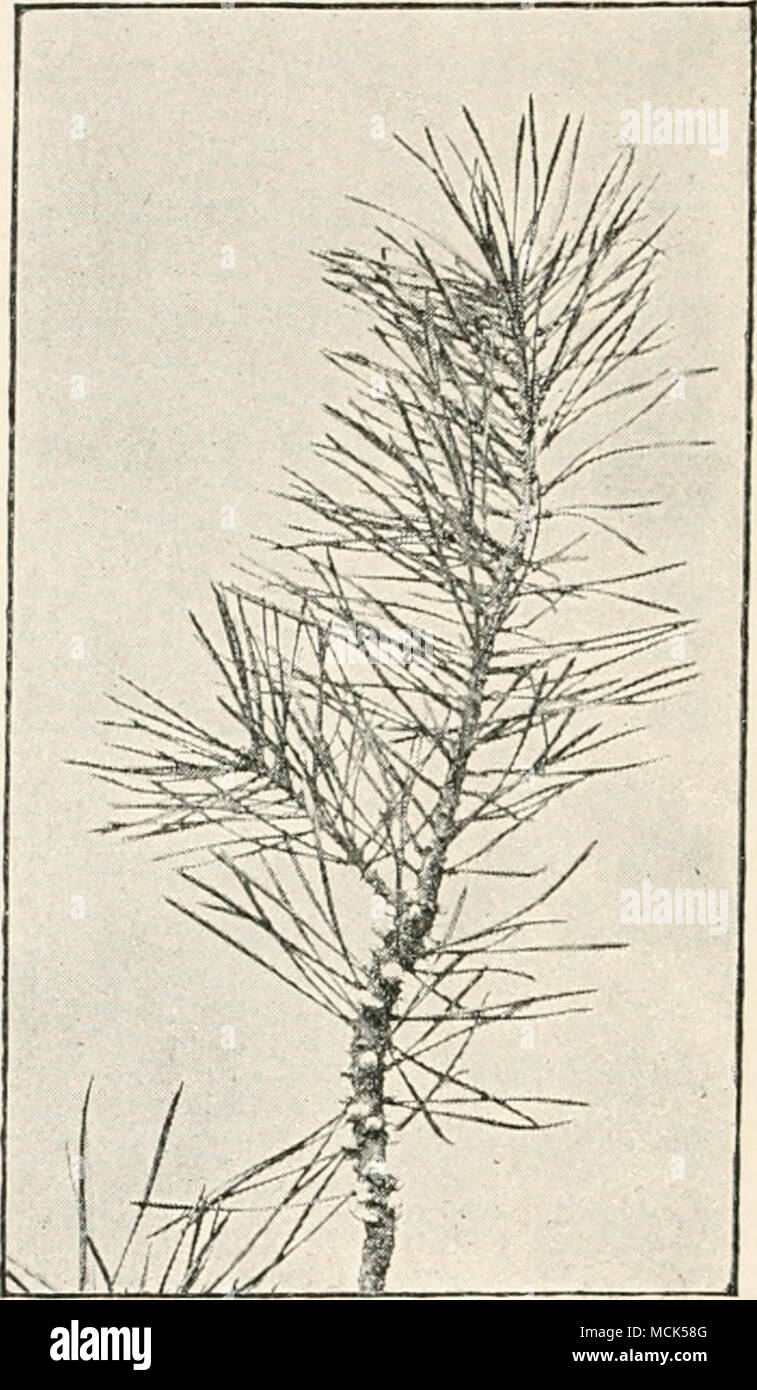 . FiG. 246.—Pendcrmiufii pini {corticola). Young twig bearing numerous aecidia. (V. Tubeuf phot.) Fig. '245.—Piridcnniurii pini (corlicola). Branch and lateral twigs distinctly swollen where attacked. They also bear aecidia. (v. Tubeuf phot.) ring ceases to thicken, but a.s the mycelium seldom succeeds during the first year in killing the cambium all round a Stock Photo