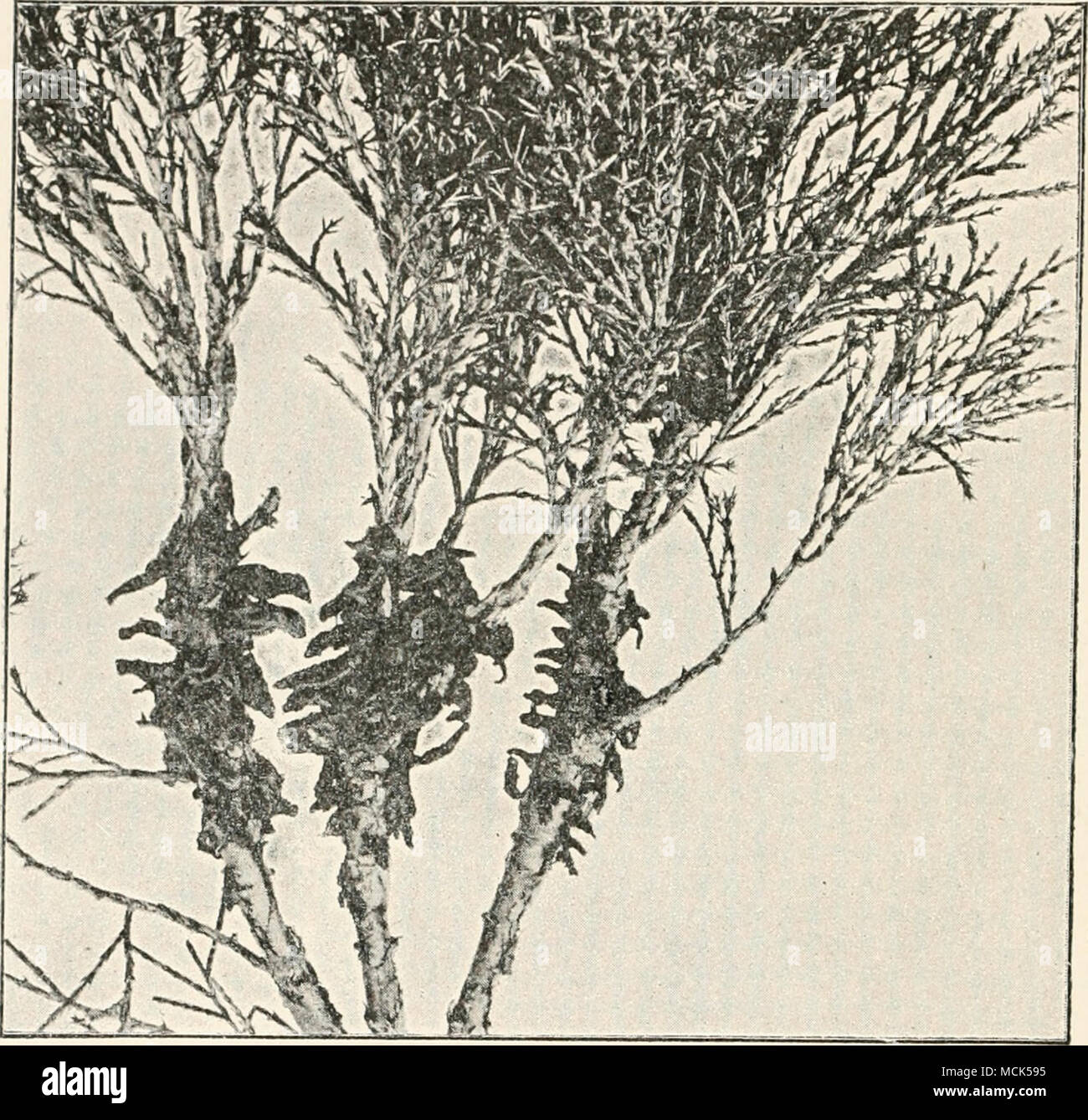 . Fig. 230.—Gymnosporanciium xabinae on twigs of Juaifii ras Suhinn, at the time of liberation of spores, (v. Tubeuf phot.) twigs and scale-leaves. These bodies absorb water, swell, and run together, forming transparent gelatinous masses (Figs. 230 and 231). The teleutospores resemble those of G. juniperinum, but have only four germ-pores; they germinate on the gelatinous masses, and produce promycelia and sporidia. The latter germinate at once, chiefly on leaves of Pyrus com- munis. The pycnidia are produced on the upper epidermis as sticky yellow spots bearing darker dot-like pycnidia. The a Stock Photo