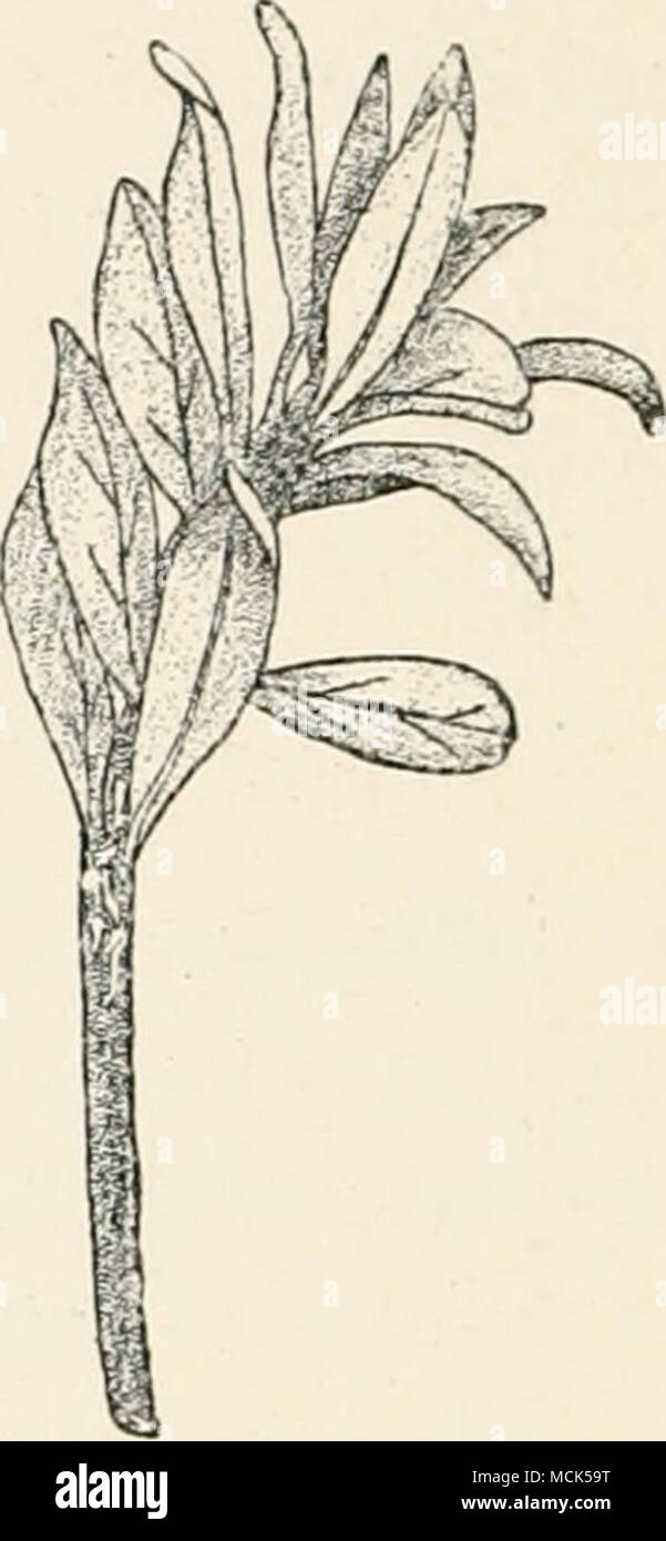 . Fig. 210.—Chrysomyxo, rhododendri on Rho- dodfiidron ferrugineum. Uredospore-sori in September as elongated white stripes on the stem below the leaves, (v. Tubeuf del.) The uredospores are yellow and ovoid, with granular protuber- ances on their coats; they are developed in series from the sori.^ The disease may be further propagated during the same year Ijy the uredospores. In districts where spruce does not occur, it is probable that these spores hibernate, and in the following spring produce germ-tubes which infect other alpine-rose leaves. It frequently happens that whole forests of spru Stock Photo