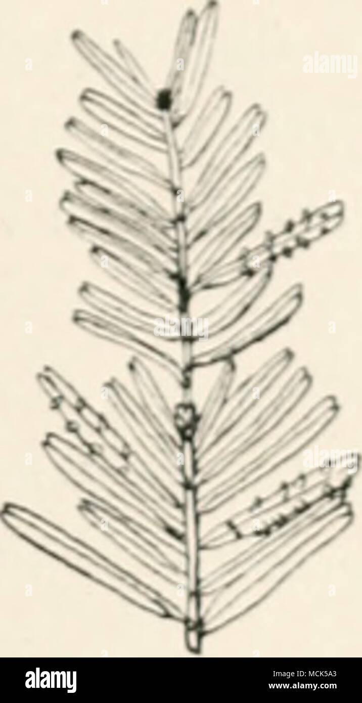 . Fig. 205.âCnh/ptottpo'a Gotppertiano. Aecidia on the under surface of needles of Silver Fir. (v. Tubeuf del.) Stock Photo