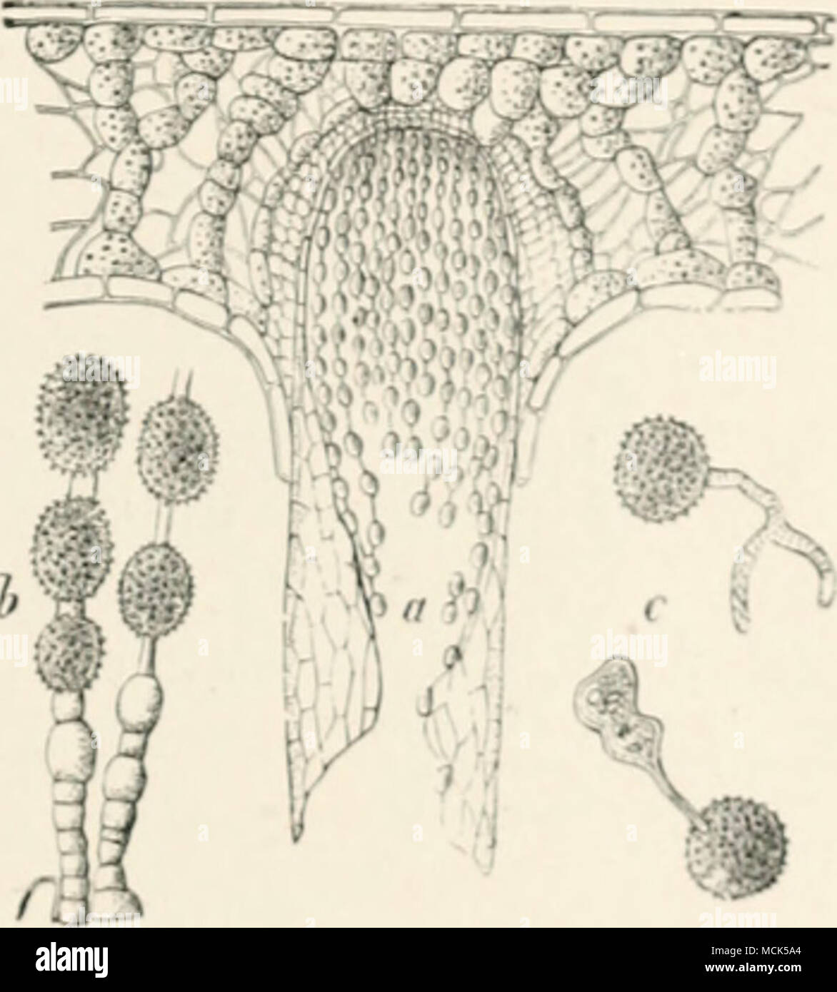 . Kiii. 20d.âAecidiuin in a needle of Silver Fir (much enlarjjed). h. Series of aecidiospores and intermediate cells. 'â , (icniiinatin^' aecidiospores. (.ftcr R. HartiK.) This aecidium is also fouml on Alii&lt;s rrfi/K'/onini in I'jiju'r iJavaria. Barclayella deformans Diet.' This lia.s ln'i'ii fouiul in the Hiiiuilava rf;,'ii'ii I'll iiimmIIis mill xmin;; twiLfs of /'inn Murim/n {Sinitliimi'i). 'rcicutci- s|)(.ri'-M)ii aiv (U'Velojted, airi)iii|iaiiii'i| i (listuitiini nf tiif Imst. .ilâ'i,iia, 1S5JI. Stock Photo