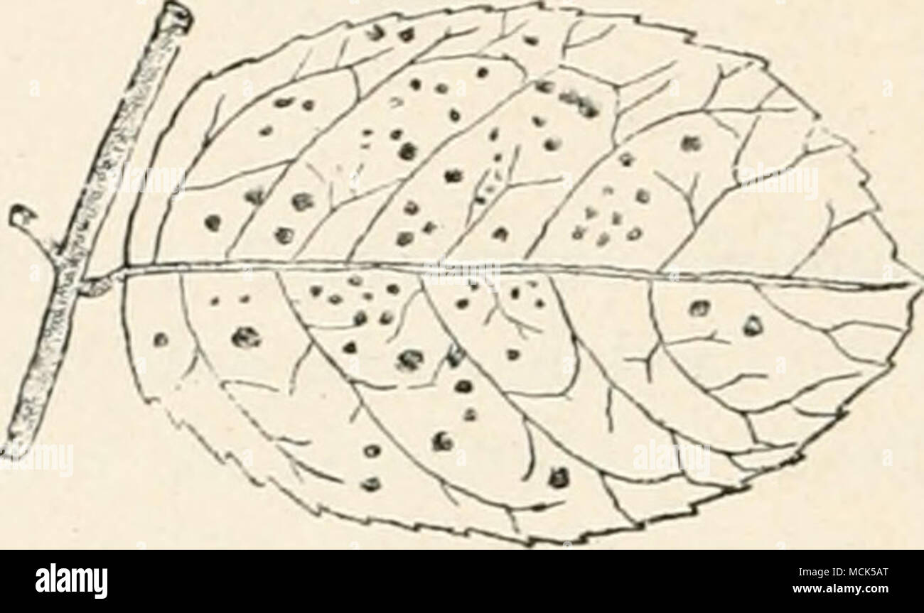 . Fig. 194.—Pkrarjiuidhmi subcorliduni on a Rose leaf. The black spots are teleutospore-patches on the under- surface of the leaf. (v. Tubeuf del.) Fig. 103.—Triphragmitim ulmariae on Spiraea Ubnaria. Germinating teleuto- spore, with proniycelia and sporidia. (After Tulasue.) teleutospores are produced in loose patches. The aecidial patches have no covering, but are surrounded by club-shaped paraphyses. The genus frequents only Rosaceae. On species of Hosa: ^ Phragmidium subcorticium (Schrank.). Teleutospores, uredospores, and aecidia on leaves of wild and cultivated roses. (Britain and U.S. A Stock Photo