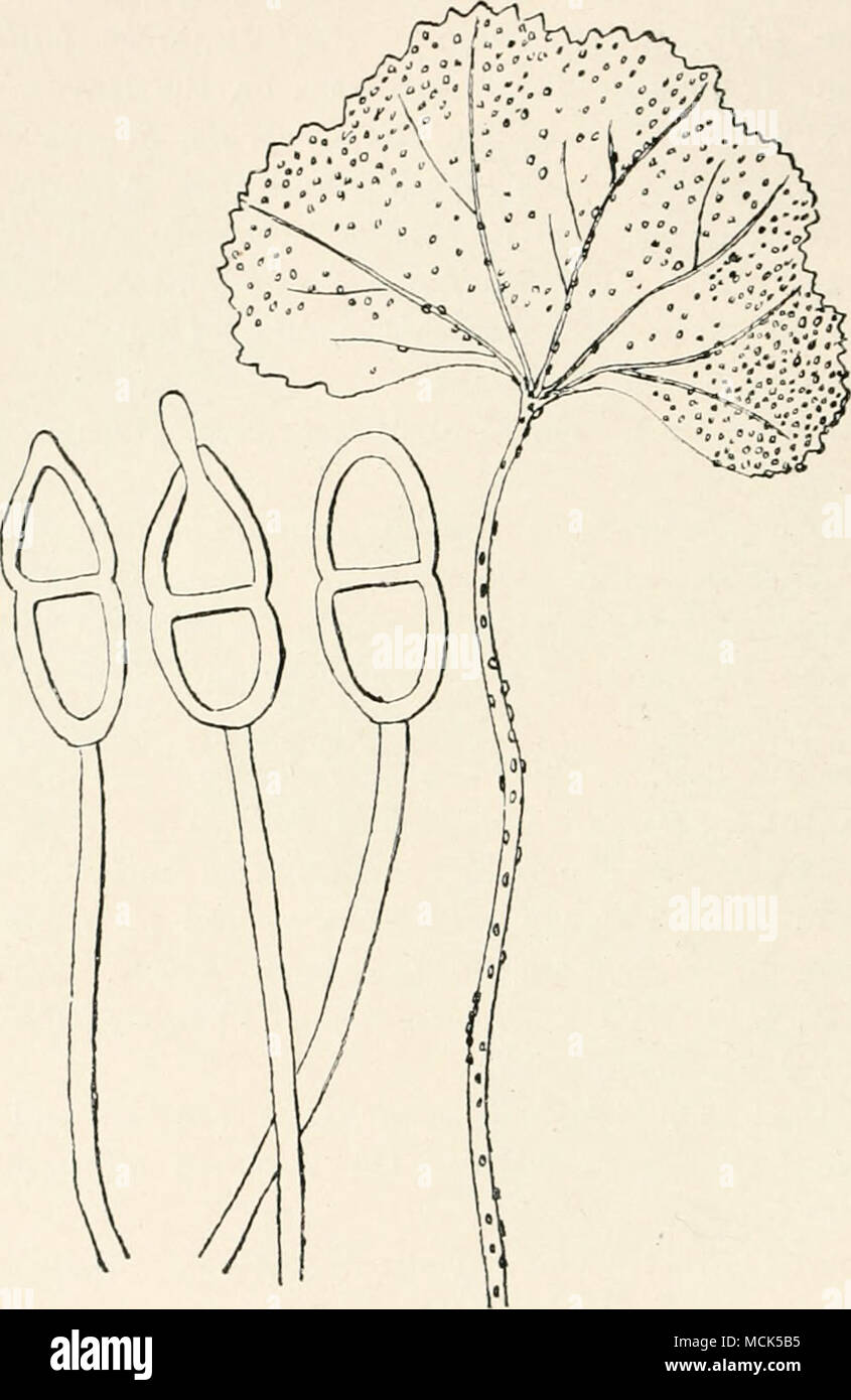 . Fio. 102.—Puccinia malvacearum. Mallow leaf, with teleutospore-sori. Three teleutospores, one germinating, (v. Tubeuf del.) May or June on the leaves, stems, and petioles of the host; all are more or less deformed, and the leaves may in severe cases wither up long before the flowers appear. Sponging with a solution of permanganate of potash (two tablespoonfuls in one nuart of water), has been found an eflective remedy. P. Sherardiana Korn. On mallow in America. P. heterogenea Lager. On hollyhock in South America. P. anemones-virginianae Schwein. On Anemone. (U.S. America.) Stock Photo