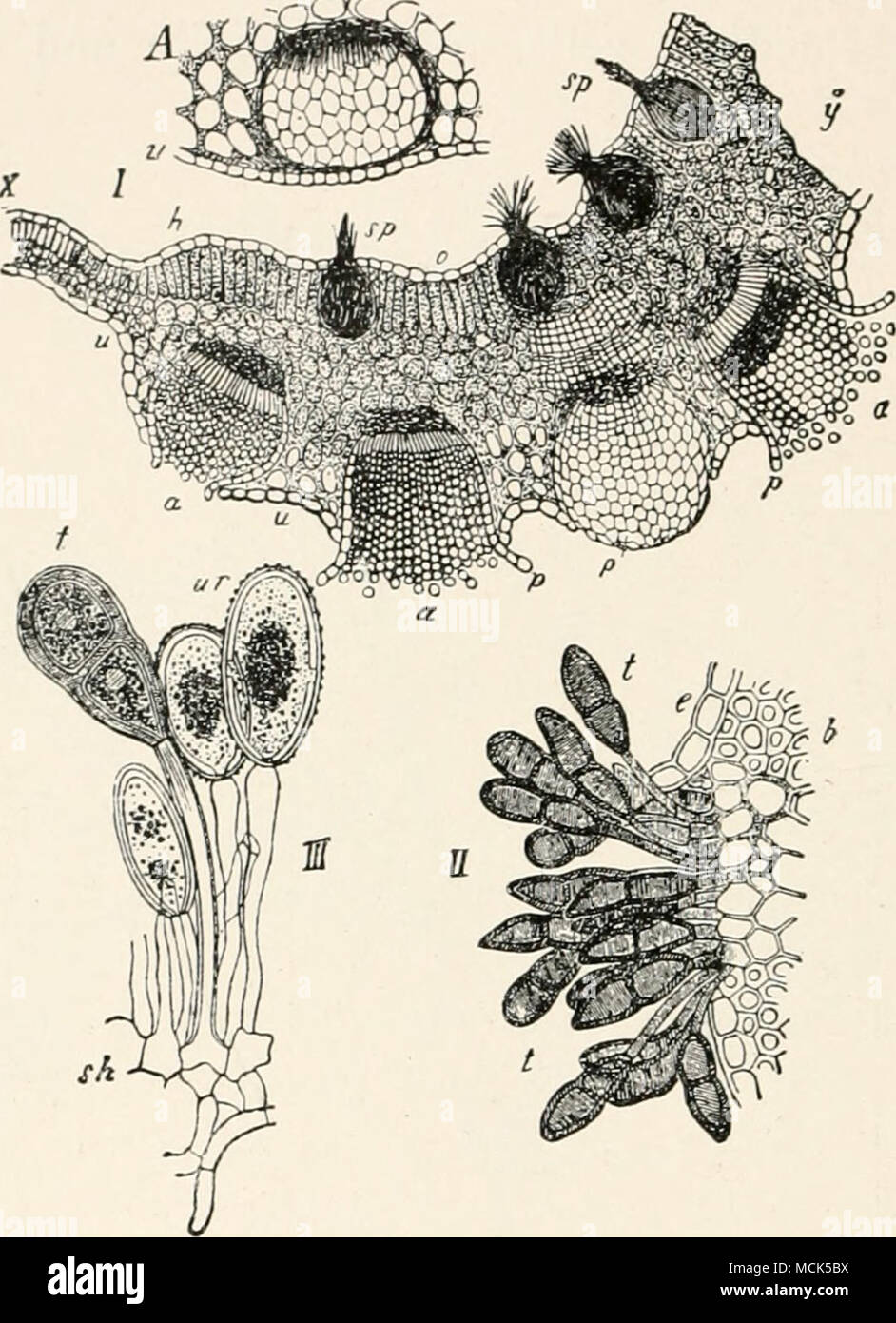 . Fig. 184.—Puceinia graminis. A, Portion of transverse section of leaf of Berberis vulgaris, with a young aecidium under the epidermis, v. I. Section through an aecidiuni-bearing spot of a Barberry leaf. At x the normal structure and thickness of the leaf is shown, the portion u to »/ is abnormally thickened ; h to o, upper surface of the leaf ; sp, pycnidia ; a, aecidia in section ; p, their peridium. The aecidiumi marked p alone (without a) shows a peridium exposed in suiface-view only. II. Mature teleutospore-patch breaking through the epidermis, e, from the tissue, Ij. of a leaf of Tritic Stock Photo