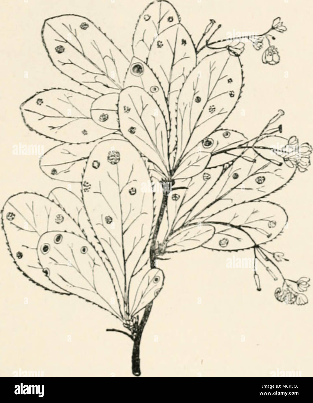 . Fig. 183.—Puecinio i/ramiiiii (Aeeidiuiii lnrUriJis) on BerUris co»niiuni». Tlie lowest leaf and tWD othcis ure Hccn on the upper surface, and show red spots with liKht niarto»», i&quot; which the pycnidia are embedded. The other leave.s «how the under surface with patches of aecidia. (v. Tubeuf del.) to their iieighljours to I'oiiii the peiidiuiu. diseased ])i)rtinns of leaves become considerably thickened. The cells of the single layer of palisade parenchyma are abnormally elongated, and the intercellular spaces of the spongy parenchyma, instead of being large, are small and filled wiili m Stock Photo
