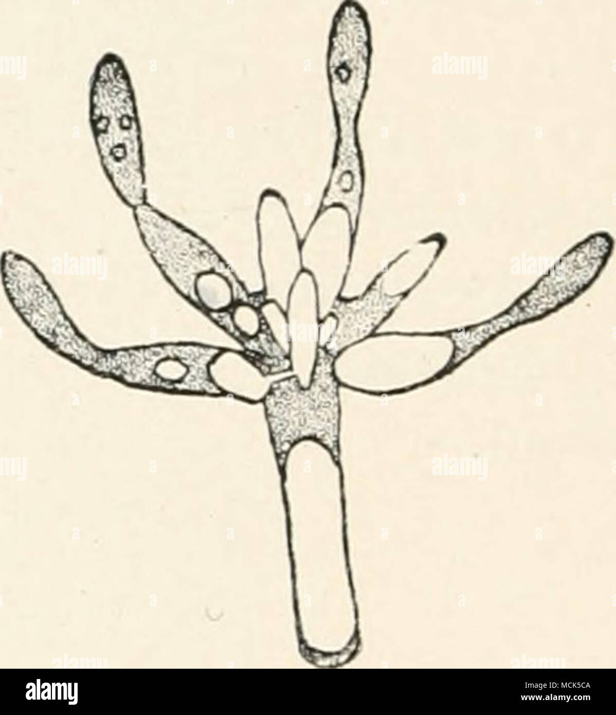 . Fig. 175.—Ttiburcinia trieatalis. Spore- Fig. 176.—Apex of an isolated promy- mass germinating; several promycelia have celium from Fig. 175 ; it carries a whorl of been produced and are proceeding to form branches, some of which have fused in pairs; whorls of branches. (After Woronin.) all are developing conidia. (After Woronin.) spaces of the pith and rind-parenchyma, also the vessels. The hyphae apply themselves closely to the cell-walls, and certain short branched hyphae actually penetrate into the cells. The spore-masses are developed from delicate branched multiseptate filaments of the Stock Photo