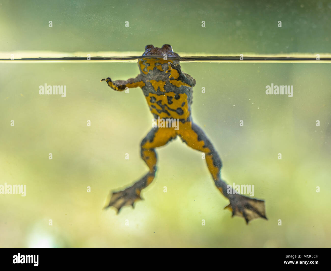 Submersed Yellow-bellied toad (Bombina variegata) swimming in water with blurred background Stock Photo
