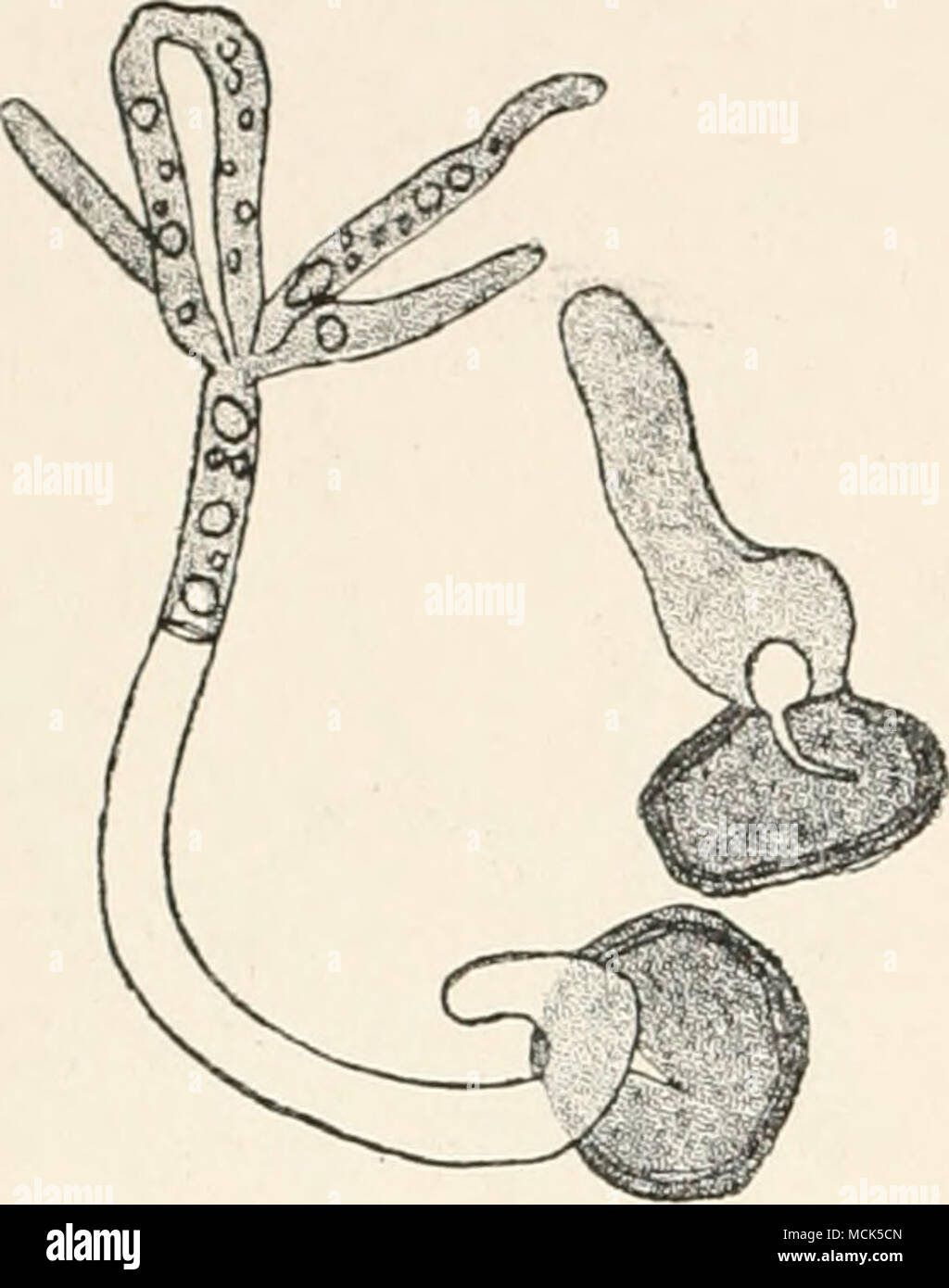 . Fig. 171.—Melanotaenium endogenum. Germinating spores. One has already produced a promycellvim with a whorl of five branches, of which two have fused. (After VV'oronln.) Urocystis, Spores massed into balls, consisting of several spores sur- rounded by smaller companion-cells incapable of germination. The central spores are clearly distinguished from the others by their larger size, darker colour, and thicker coat. The balls of spores are developed inside coils of hyphae, which become entwined together and swell up in a gelatinous manner. The central spores on germination give rise to a promy Stock Photo