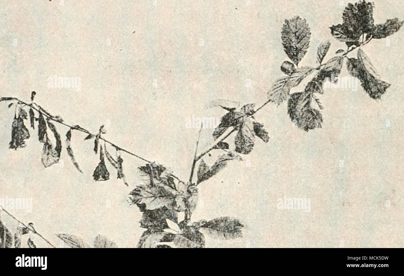 . Fig. 141.âBotnjtis cinerea (Set. Fuckeliana). Branch of Pro.nus triloba with two diseased shoots, withered and dead. (v. Tubeiif phot.) The presence of Botrytis and allied forms on the vine is the cause of a disease of great economic importance, because severe loss may be incurred through rotting of the grapes and the injurious after-effects on the &quot;most.&quot; A decay of the potato-plant is said to be caused by sclerotia formed inside the stems, and also by a Botrytis? Smith* has figured similar sclerotia, which he ascribes to Peziza posticma Berk, and Wil. iH. M. Ward, AwialH of Botan Stock Photo