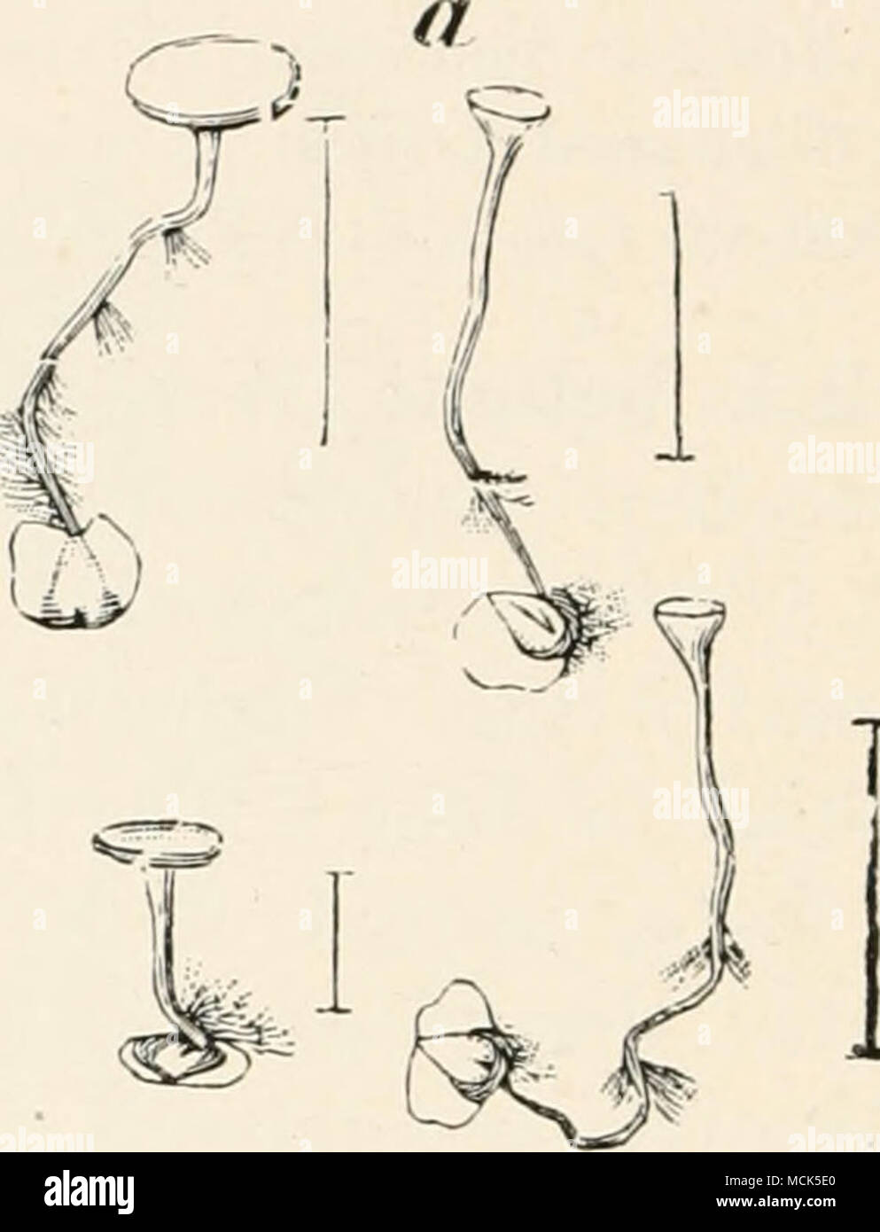 . Fig. 139.—Sclerotinia hetulae. a, Birch fruits with sclerotia, which have germinated and formed cup-hke apothecial discs; rhizoids have developed on the stalks, h, Birch fruit, somewhat enlarged, with semilunar sclerotia. (After Nawaschin.) Hormoviyia hetulae Wtz. often occurs along with the above. It causes the production of thick spherical fruits with little or no wing. Sclerotinia aelnsta Karst. has also been found on birch leaves in Finland. Scl. alni Naw. Woronin found this first on catkins of Alnus ineana. Nawaschin has more recently investigated it.^ Scl. rhododendri Fischer.- This wa Stock Photo