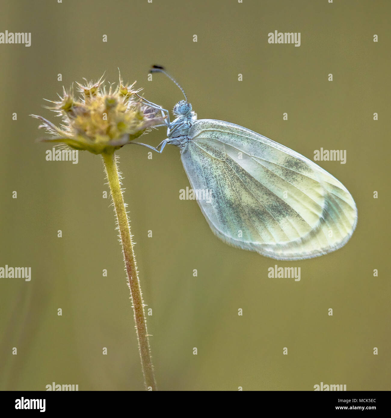 Wood white (Leptidea sinapis) is a butterfly of  the Pieridae family Stock Photo