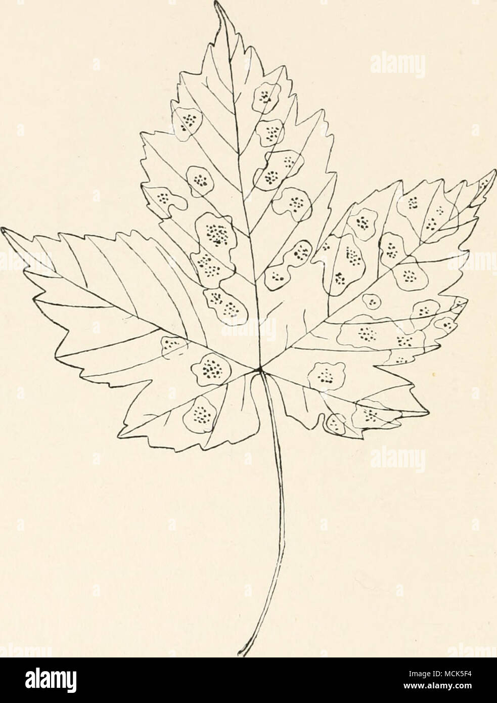 . Fig. 129 —Rhytisma punctatum. Leaf of Acer Pseudo-platanus with apothecia; the leaf is yellow, but the spots enclosing the apothecia are still green, (v. Tubeuf del.) black in colour, angular, and scattered over the whole leaf- surface. After the leaf has turned yellow, portions of it sur- rounding spots of this Rhytisma retain their green colour, so that we have black spots on green islands in the yellow leaf. The sclerotia dehisce by valves. The apothecia contain thread- like paraphyses and asci. The asci are club-shaped and contain Stock Photo