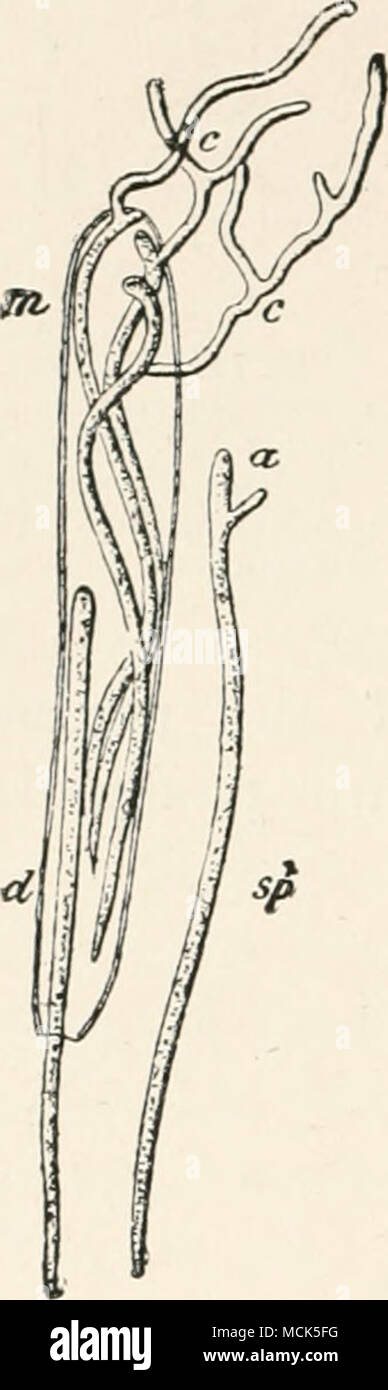 . Fig. 123. —Lophodermium macrosporum on Spnice. Germinated ascospores; some have germinated inside the ascus. (After R. Hartig.) ^ Nobbe, Ber. d. sdchaisches ForatvereiiiH Versammlung zu Schandau, 1891. ^Another ascomycetous fungus—Naevia pinipen/a Rehm—occurs alone or together with this species ; Rehm regards it as parasitic (Hfdivi(jia,1892, p. 802). Stock Photo