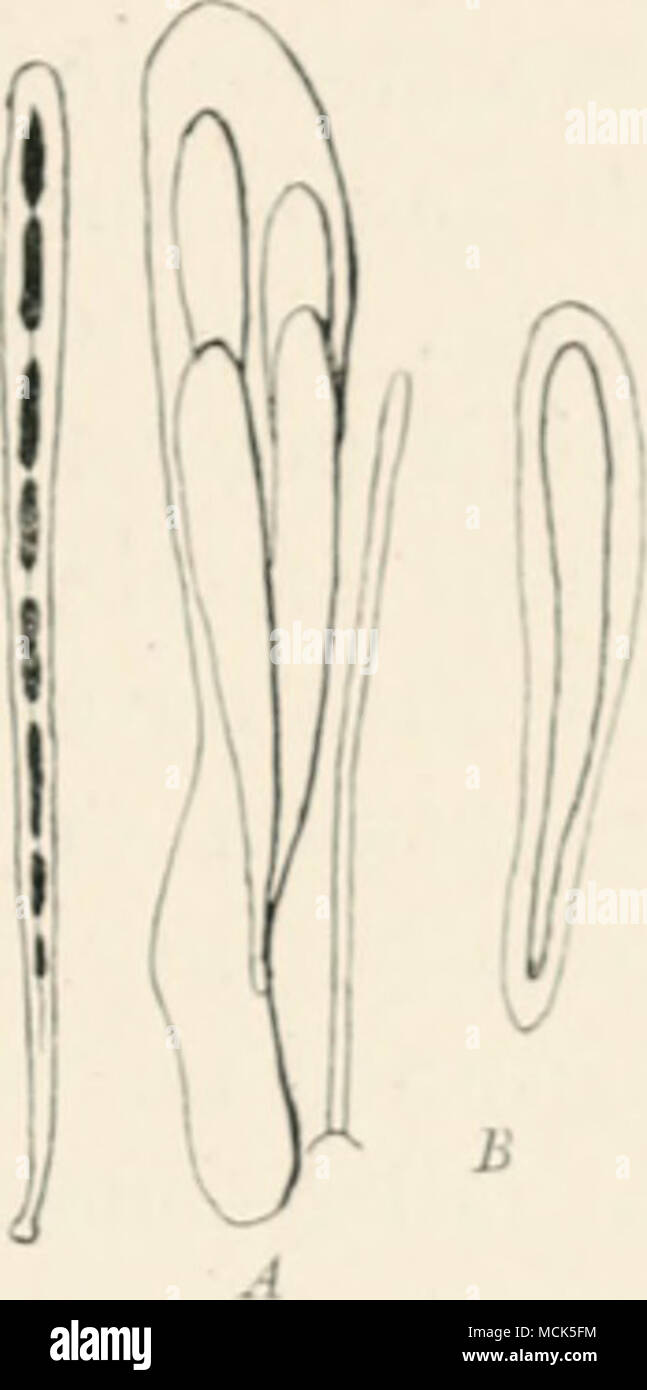 . Fifi.ll9.âf////.o./. ,,ââ /'(/ s.'lriae.w. The apotbeeia form Vilack lines on the needles. Ascus containing four .sp-ires (enlarged). Single spore with a gelatinous covering (still further enlarged). (Cop. frOui Rostnip.) Flo. 120.âHypodti-iiidla laricii. Larch- needle with apothecia on the under side. A, Pamphyse, and an ascus containing four spores. B, Isolated (enlarged) asco- spoi-e in its gelatinous coat. (v. Tubeuf del.) (66yw X 16/ui with a gelatinous nunulirane. The paraphyses are simple hyaline filaments, shorter than tlu* a.^ei. Lophodermium. Tlie ol&gt;long apothecia are enil)edde Stock Photo