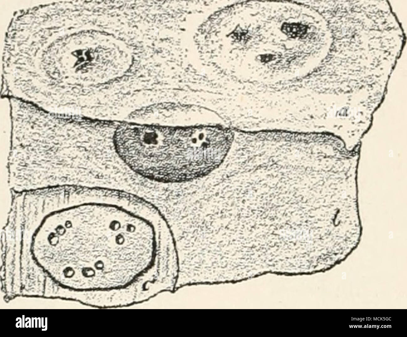 . Fig. 111.âAglaospora ialeola. Portion of cortex with embedded stromata. fi, Corky layer; h, after removal of corky layer; c, section of stroma. { x ^.) (After Hartig.) :mr&quot;='-&quot;''-5^^ ^ â ^ r. Stock Photo