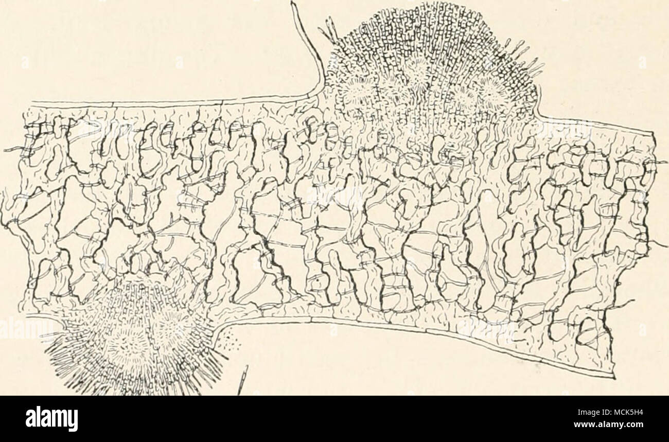 . Fig. 102.—Sphaerella lancina. Section throngli a diseased spot on a larch needle. The interior of the leaf is permeated with the intercellular mycelium. Two conidial cushions are shown ; from these numerous long rod-shaped conidia are given off externally (those of the upper cushion have nearly all been carried oflf by rain), while cavities inside the cushions are filled with micro-conidia. X ^^. (After R. Hartig.) appear. Their distribution and germination are facilitated by wet weather. The perithecia (Fig. 104) are matured towards Stock Photo