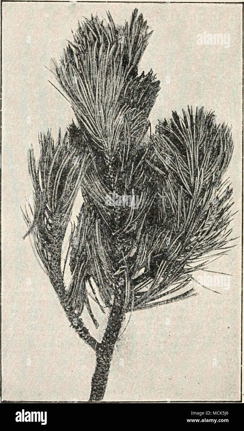 . Pig. 89.—Herpotrichia niiira on a branch of Pinus raontana. The ends of the twigs, with most of the younger needles, are still green ; the others are dead and felted together by hyphae into a black mass. (v. Tubeuf phot.) The asci contain eight spores, at first generally two-celled, later becoming four-celled. ^Masses G., Annals of Botany, 1893, p. 515. Barber, &quot;Experimental Cultivation in St. Kitto,&quot; Leeward Islands Gazette, 1894. Stock Photo