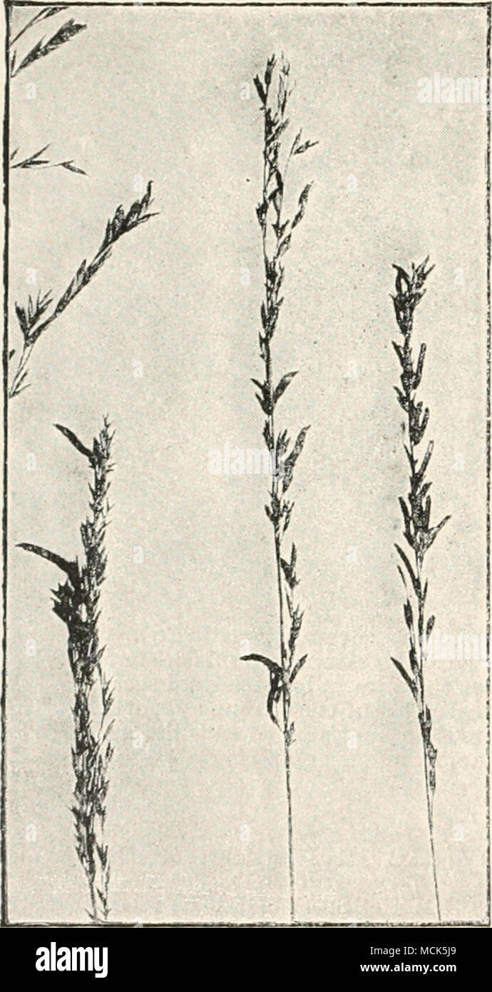 . ^ Smith {Diseases of field and garden crops. 1884. p. 233) describes and figures Claviceps purpm'ea var. Wilsoni on Glyceria fluitans near Aberdeen. It is distinguished &quot; in being whitish or yellowisli, instead of being pale purple in colour, and in the perithecia or conceptacles being almost free on an elongated club-like growth instead of being immersed in a globular head or stroma.&quot; -Hartwich, &quot; Sclerote du Molinia coerulea.&quot; Bullet, de la Soc. iMycolog. de France. 1895. Stock Photo
