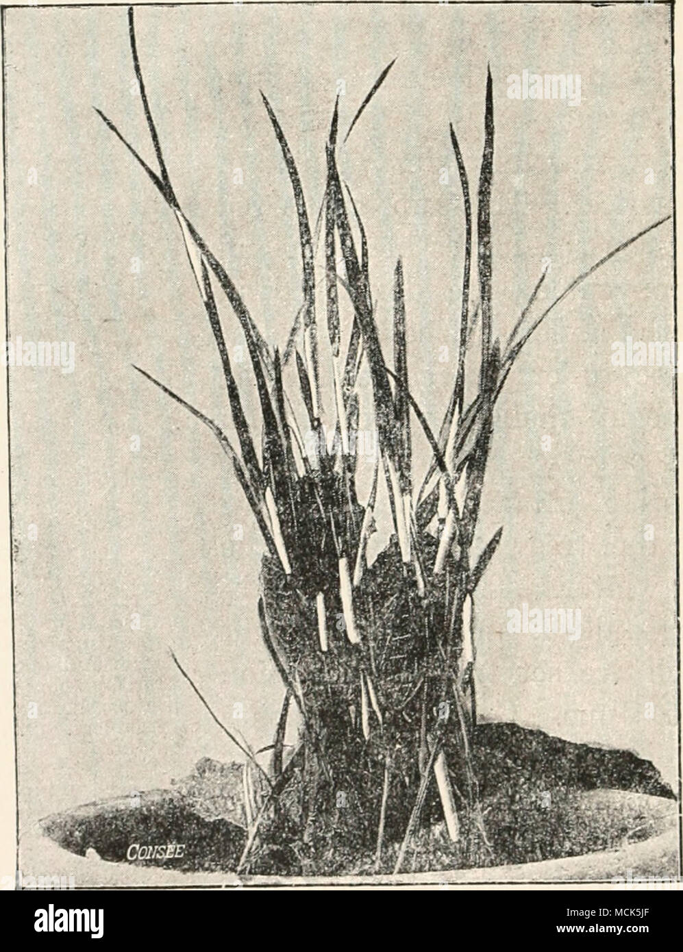 . Fig. 83.—Epichlo'i iyphina, forming numerous white cushions, which completely encircle the grass-stems, (v. Tubeuf phot.) The asci are cylindrical, and contain eight thread-like unicellular Stock Photo