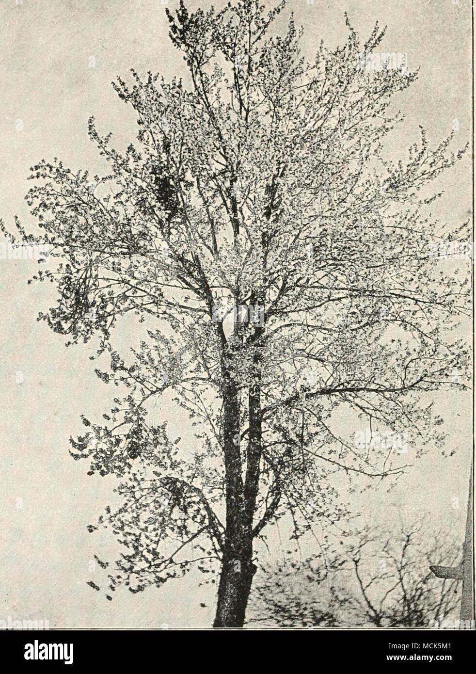 . Fig. 57.—E.coasciis cerasi on Prunus C'erasiu. Clicrry-treo in blossom, with the exception of four witches' brooms. The tree is as yet leafless except the brooms, which are in full foliage and show up dark. (v. Tubeuf phot.) Exoascus carpini Eostr. is common on Carpinus Betukts (horn- beam) (Fig. 55). The brooms produced are bushy and densely leafed; the twigs are thickened and much branched; the leaves Stock Photo