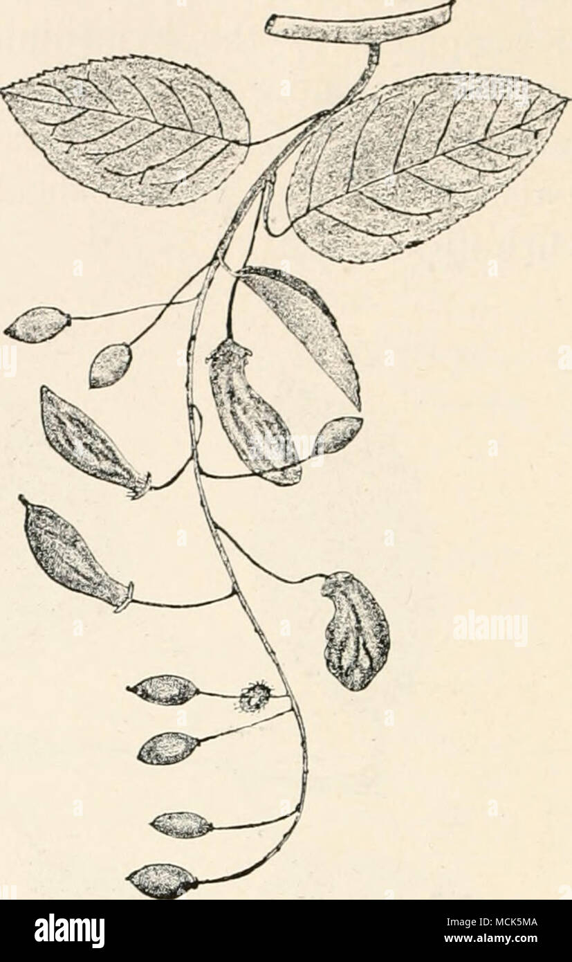 . Fig. 49.—Exoascus pruni. Malformed Plums—&quot;pocket plums&quot;; one which is cut shows the rudimentarj- stone. i- natural size. (v. Tubeuf phot.) Fig. 50.—Exoascus prv.ni on twig of Pruni'.s Padv.s (at end of July). Four of the ovaries are malformed, (v. Tubeuf del.) Stock Photo
