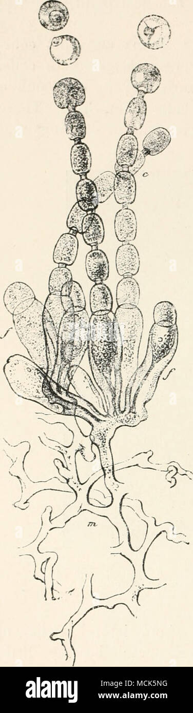 . Fig. 37.—Cystopus poriulacae, D. C. 'Ill, mycelivim; .;', basidia ; c, spores with intermediate cells. (After Tulasiie.) ' Morphology awl Biology of the Fungi. Englisli Edition.  Abhand, d. hofan. Vereinn d. Prov. Brandenburg, xxxv. •' Pringsheini's Jahrbuch, 1892. Stock Photo